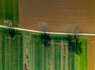 Fields with trees are viewed from above.