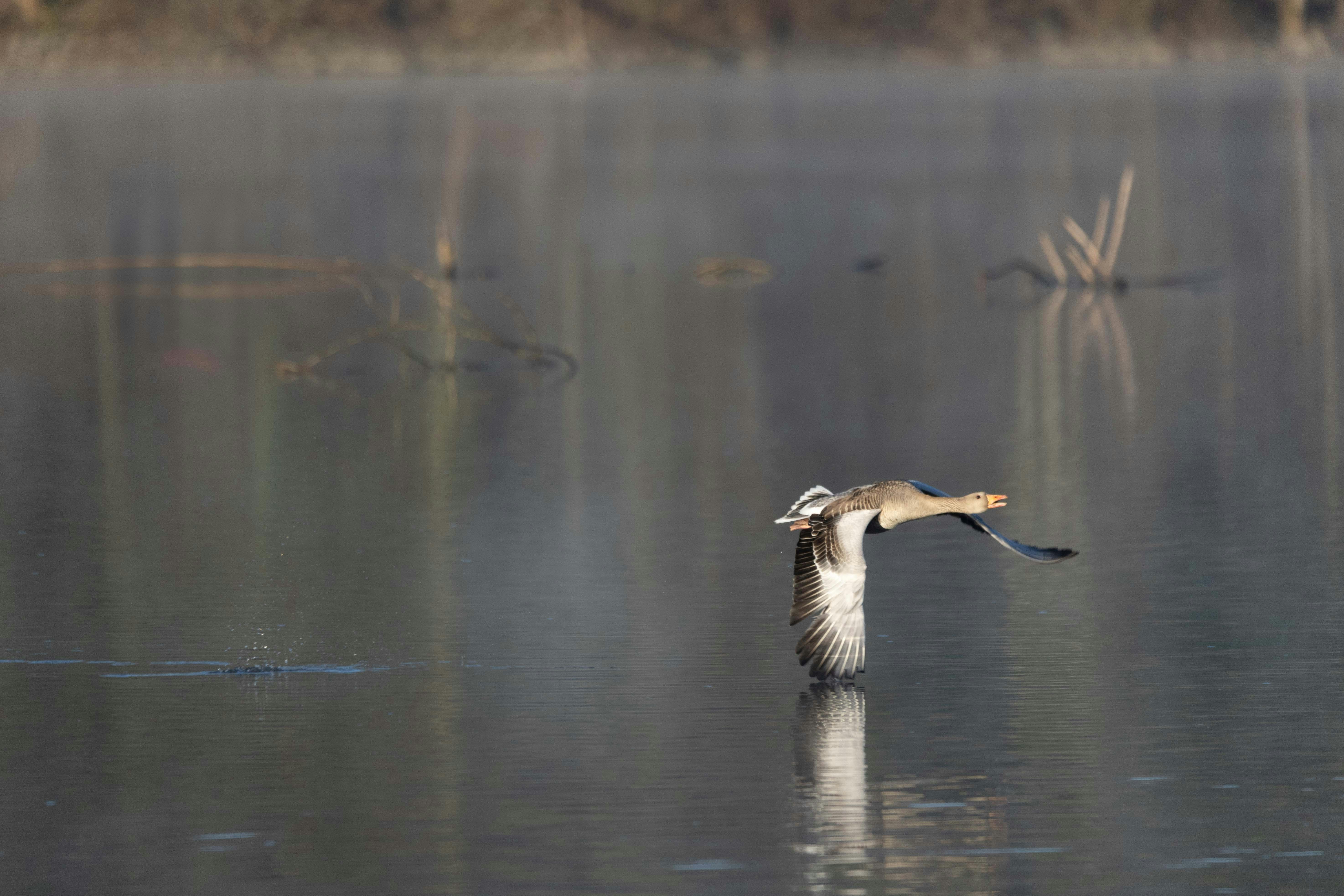 Photo by sturmschwalbe