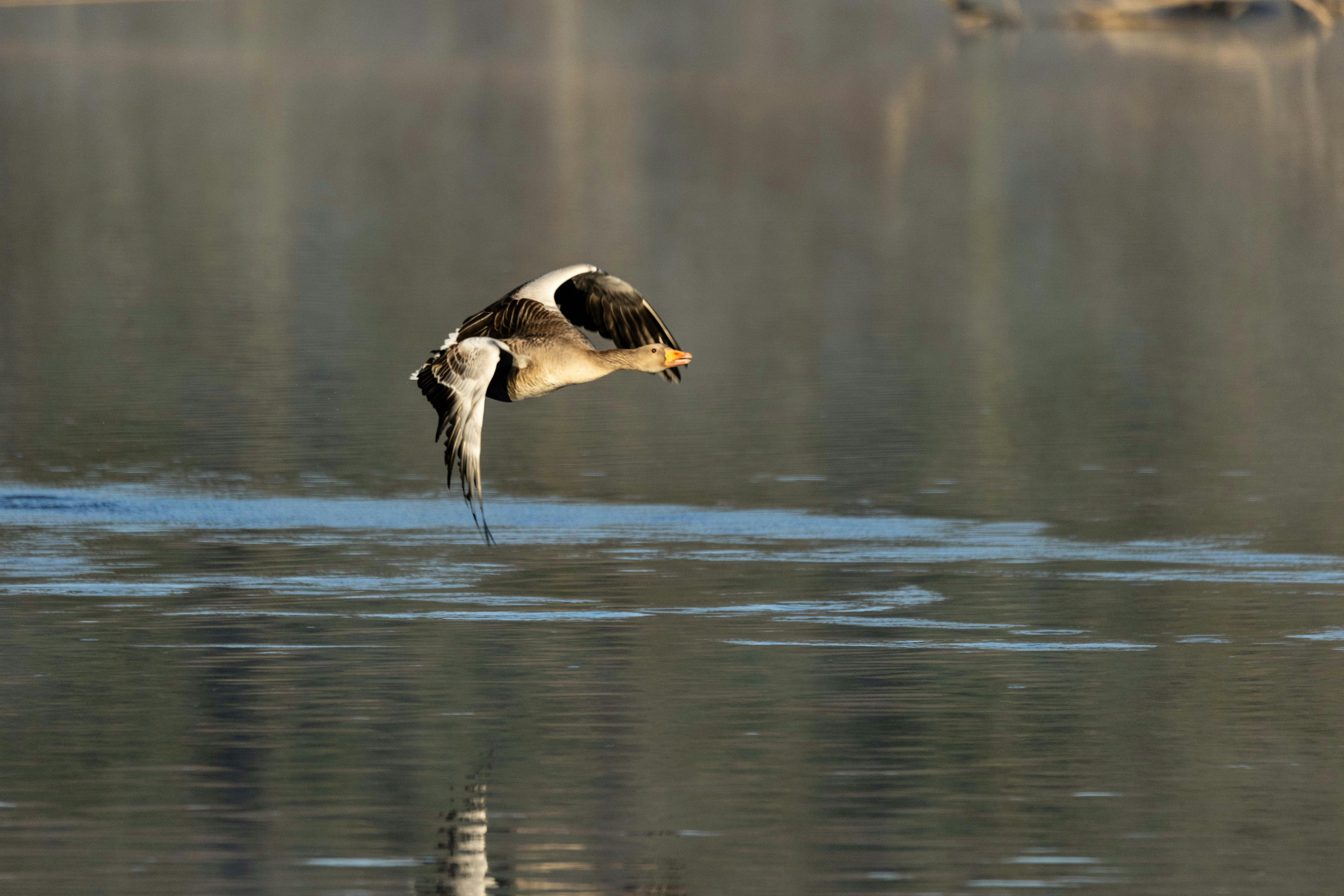 Photo by sturmschwalbe