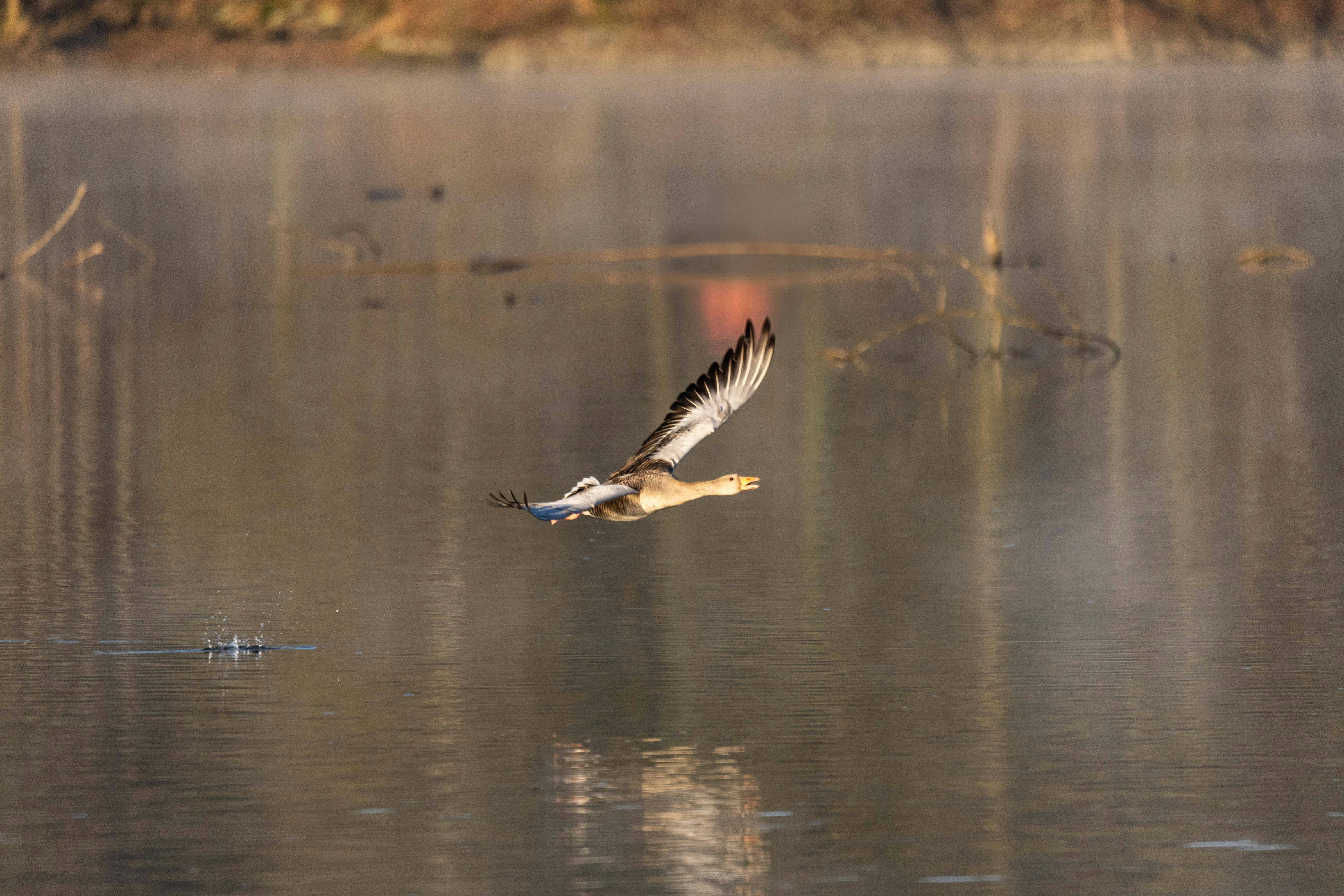 Photo by sturmschwalbe