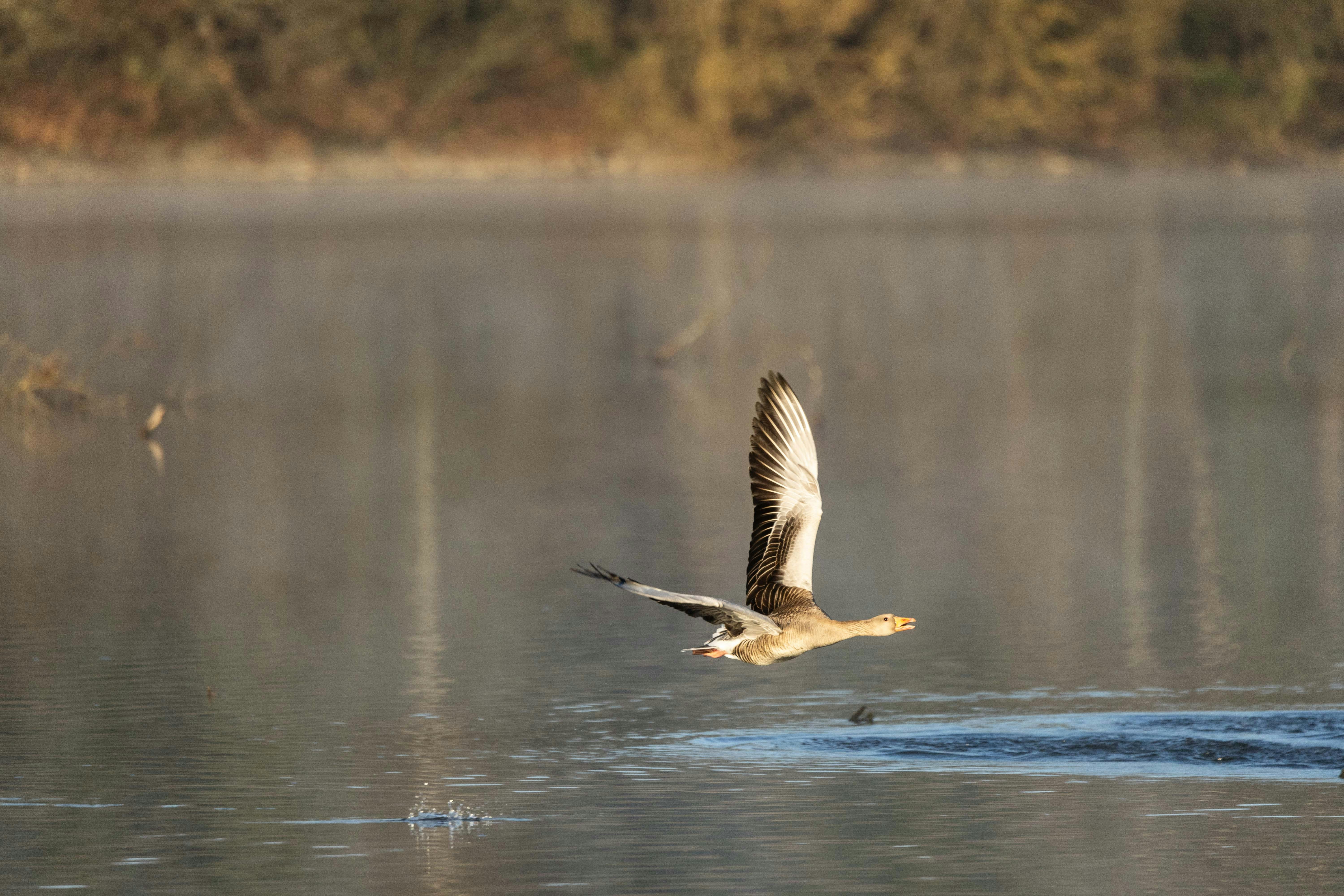 Photo by sturmschwalbe