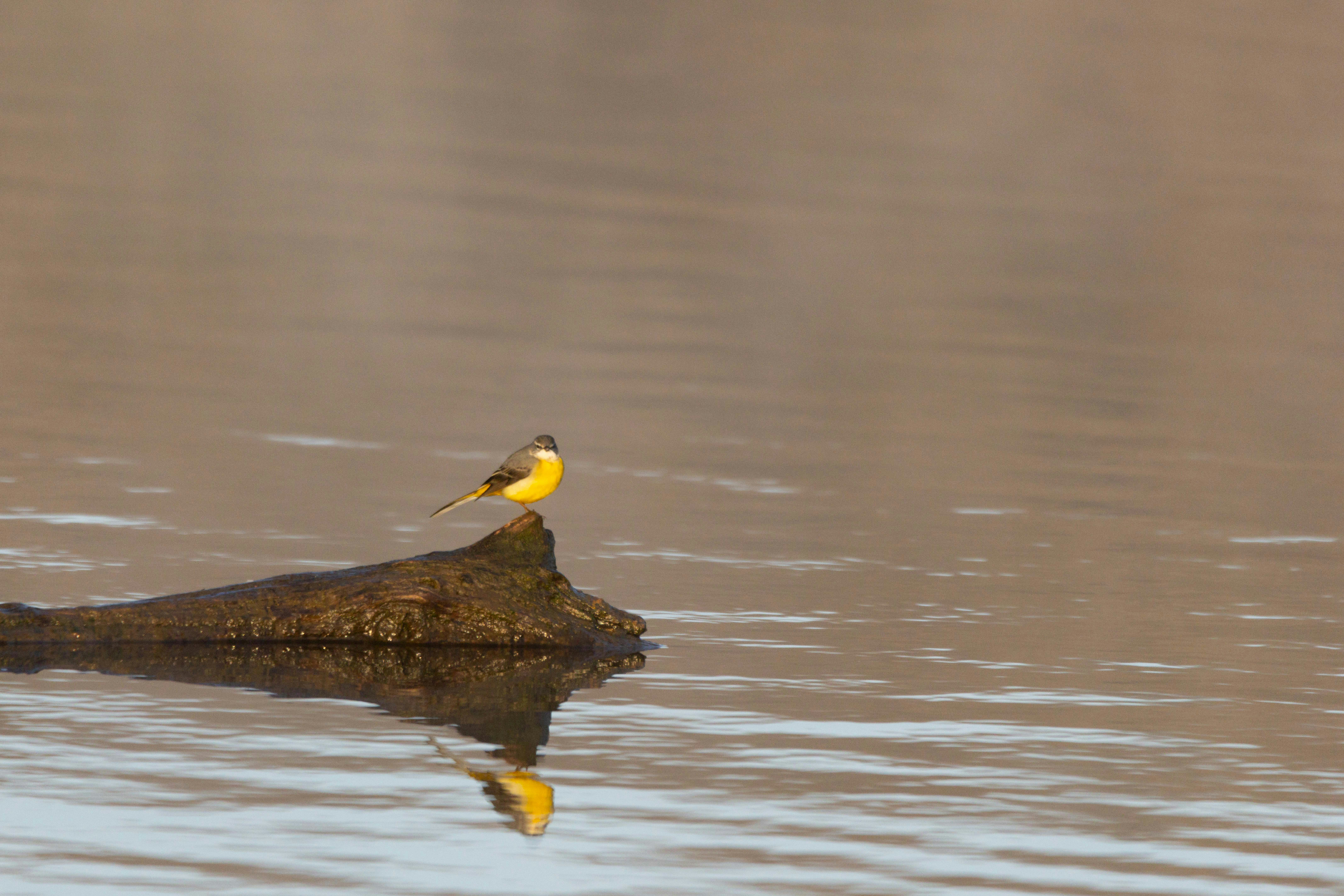 Photo by sturmschwalbe