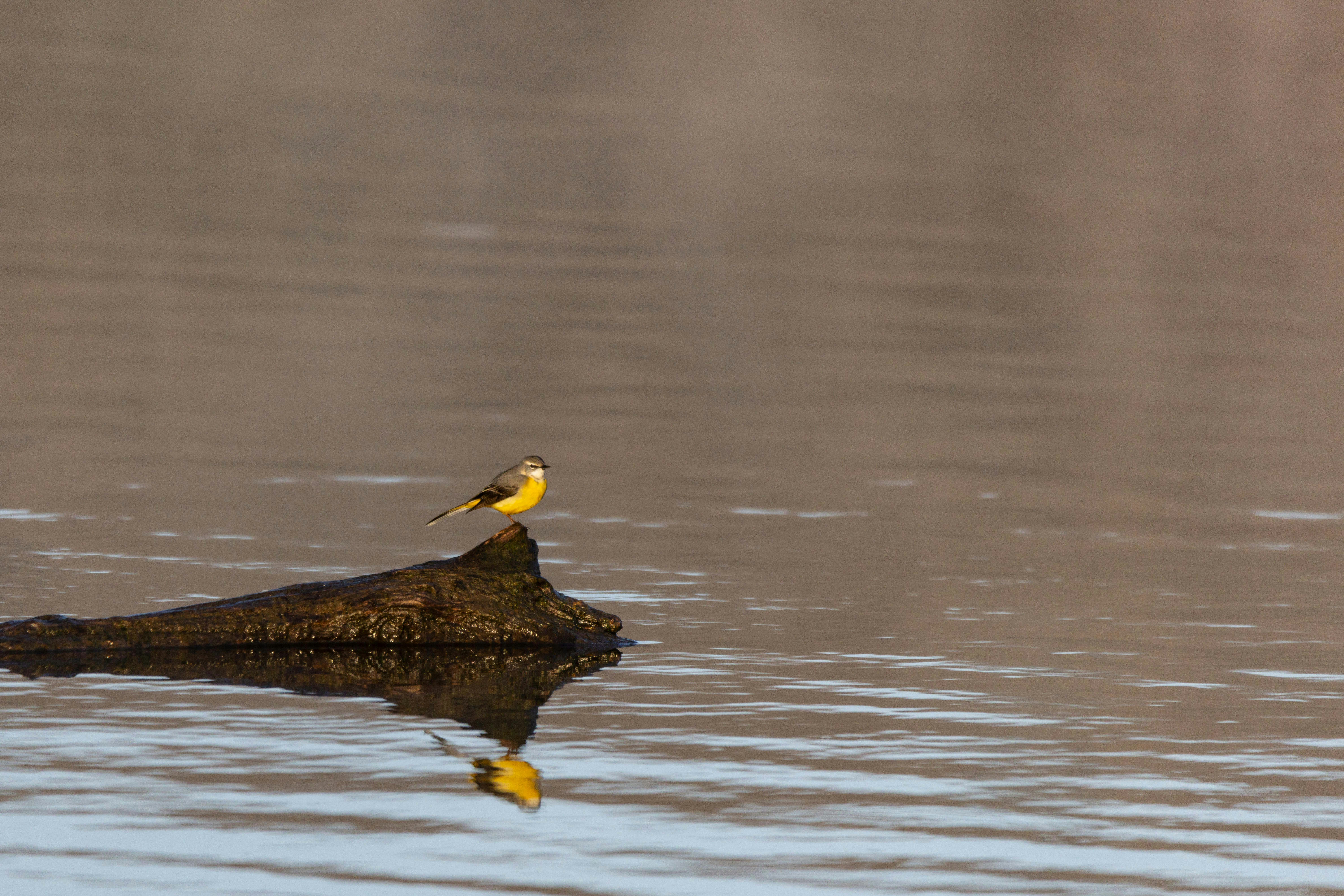 Photo by sturmschwalbe