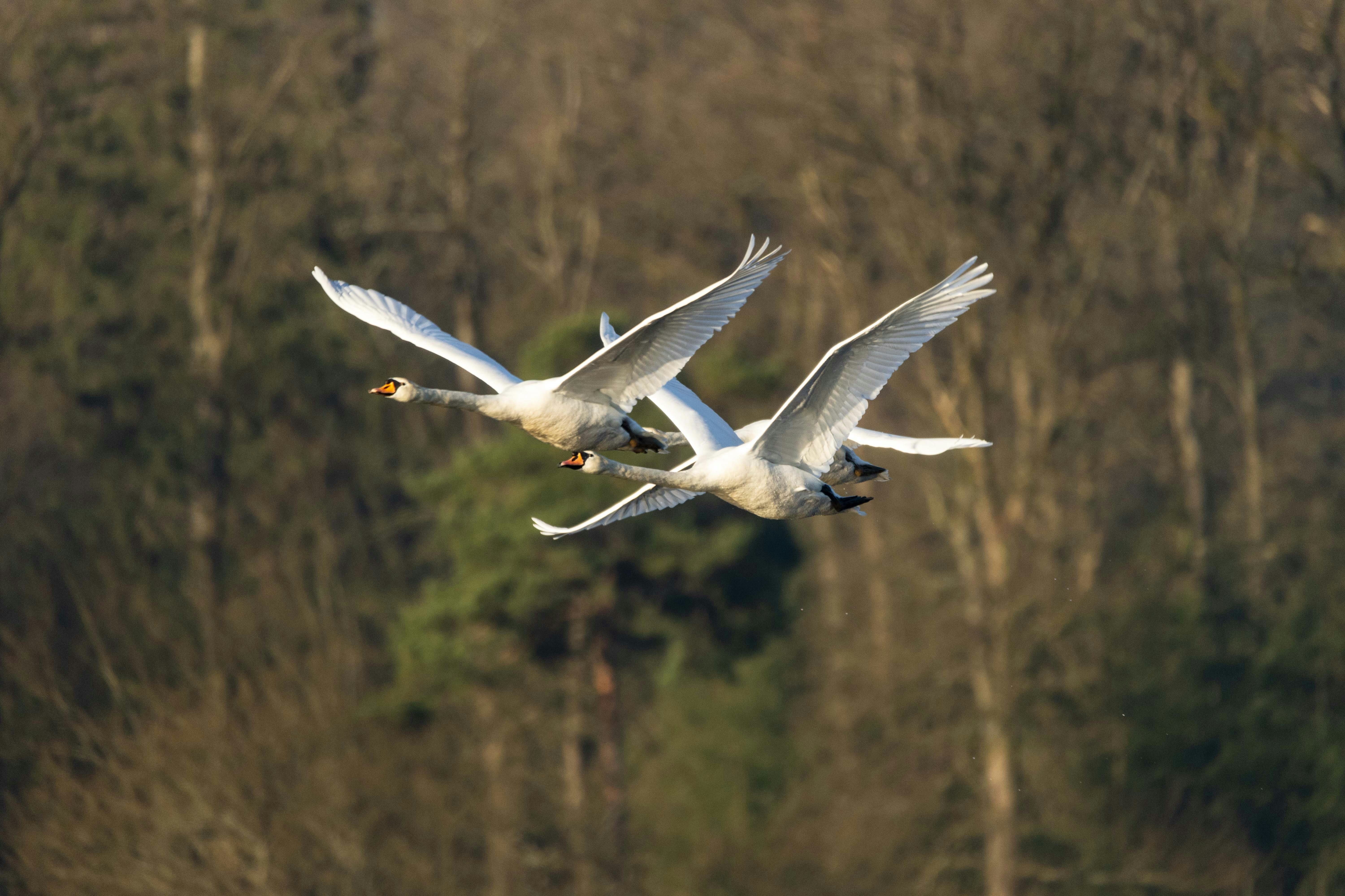 Photo by sturmschwalbe