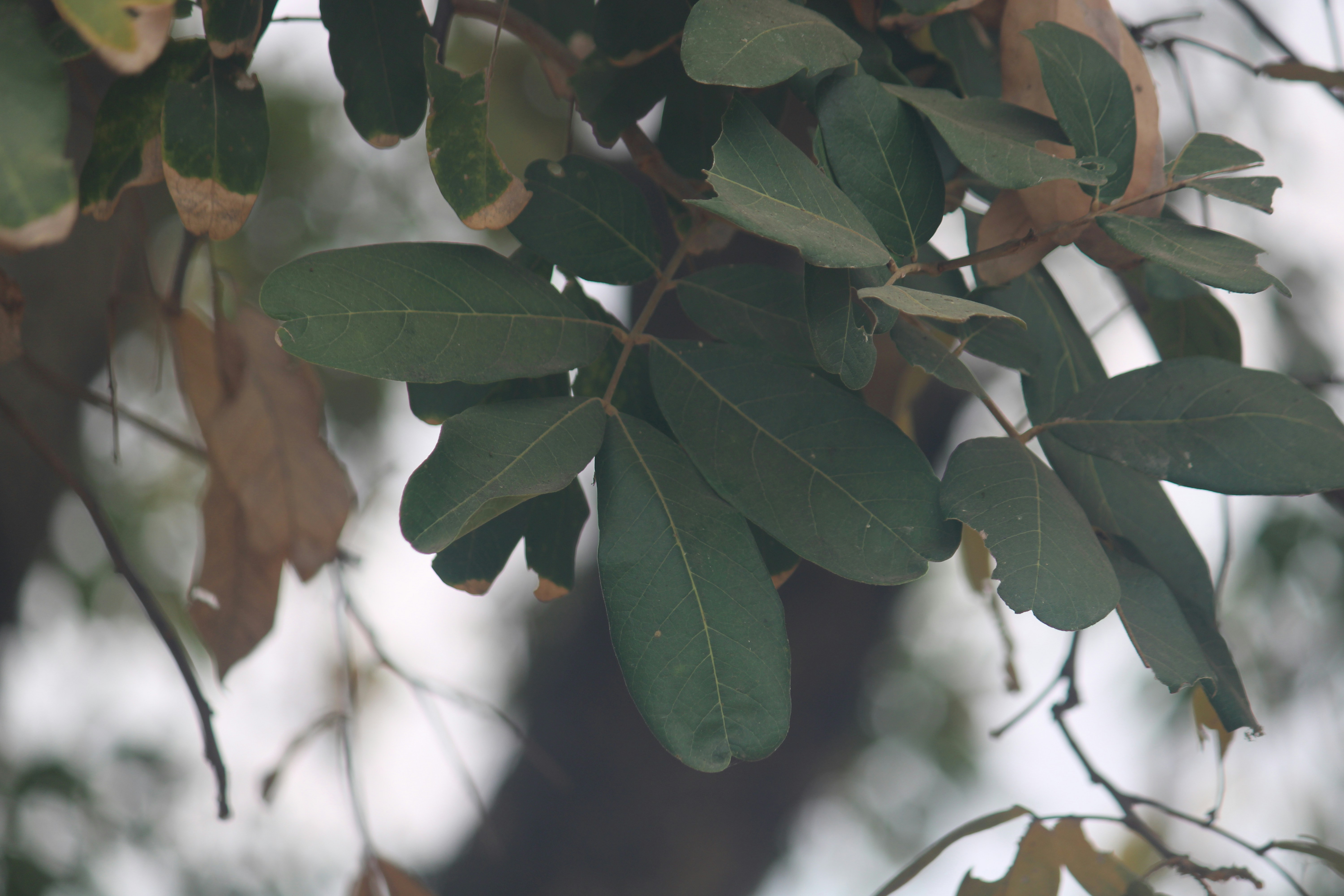 Photo by manoj_poosam