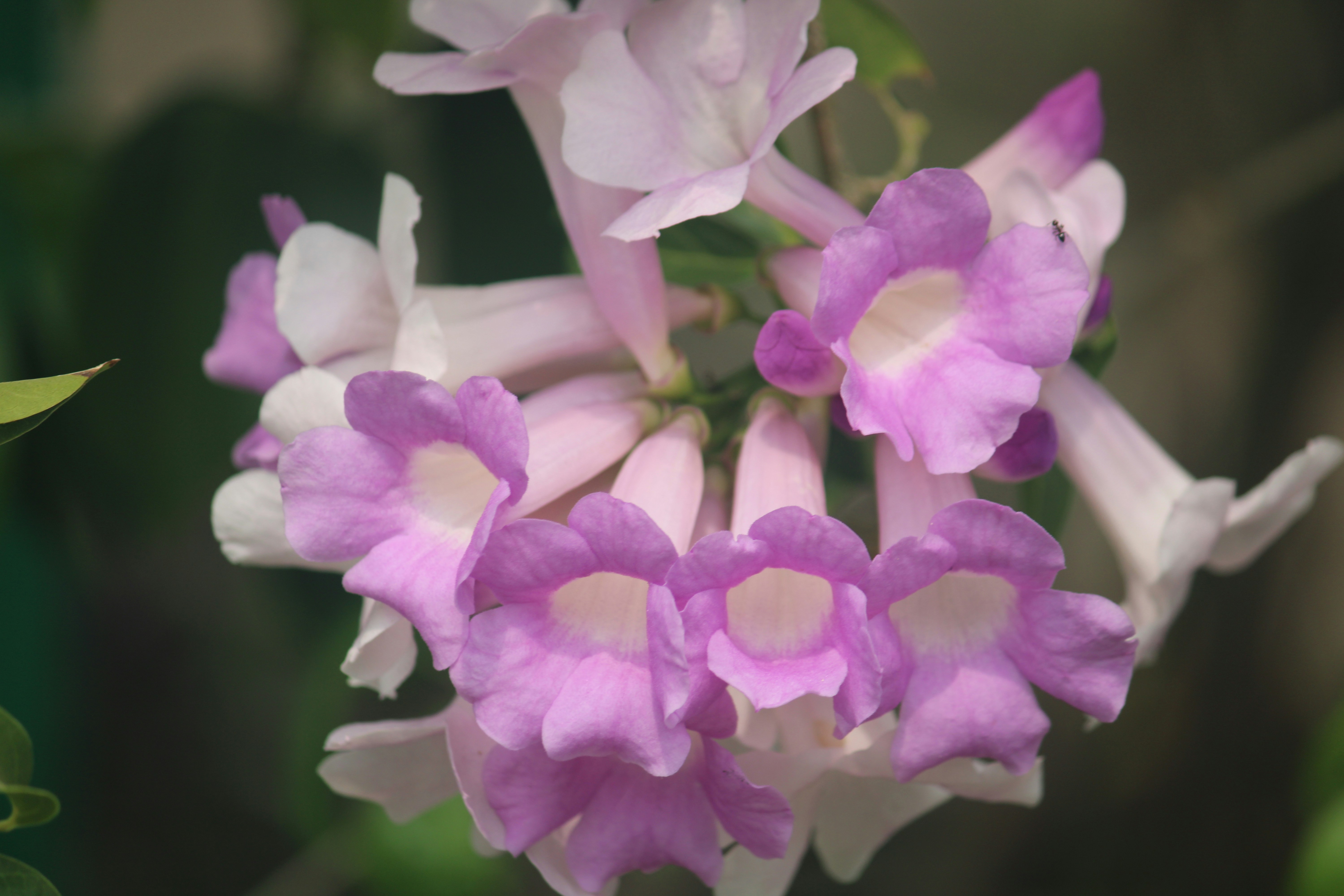 Photo by manoj_poosam