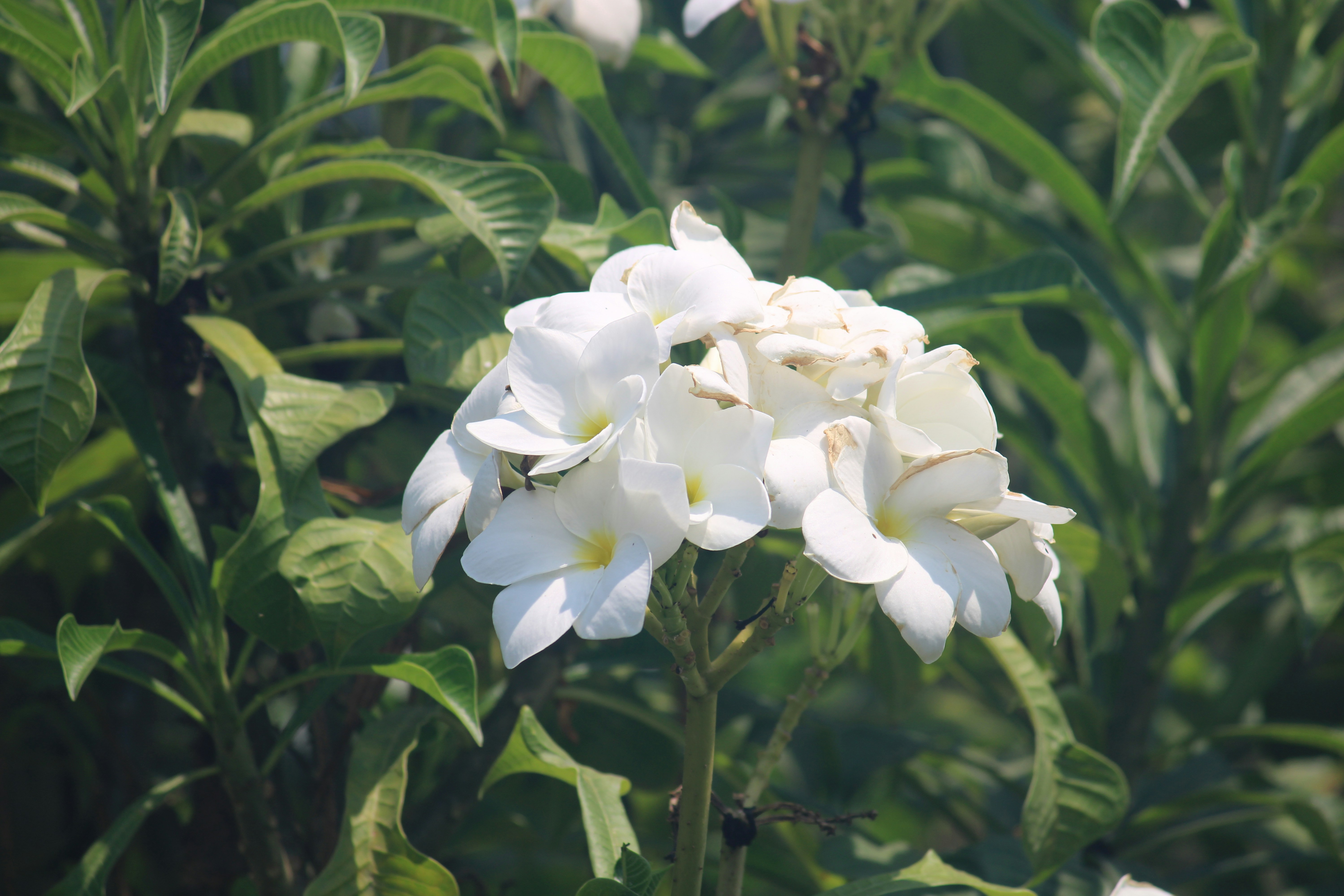 Photo by manoj_poosam