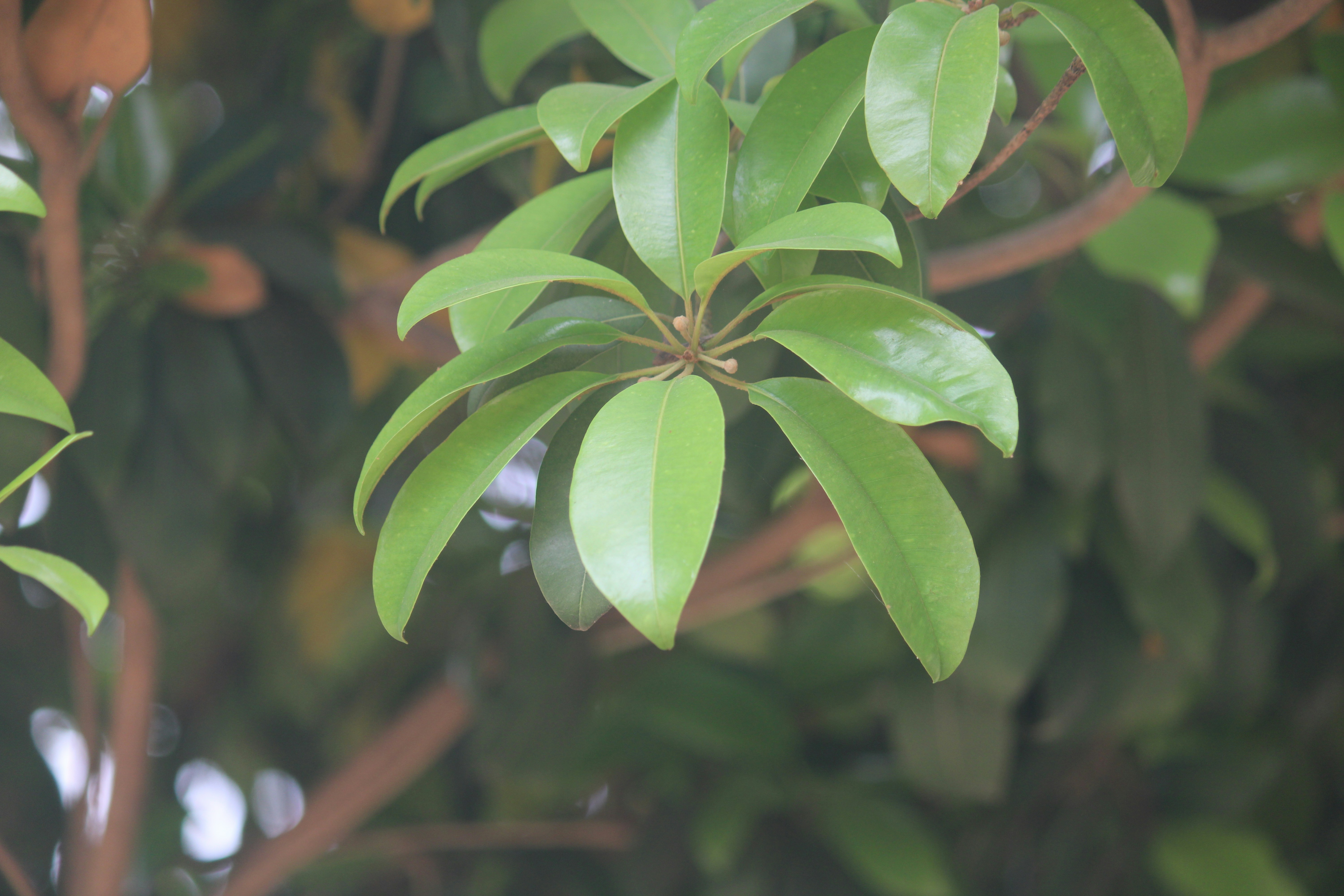 Photo by manoj_poosam