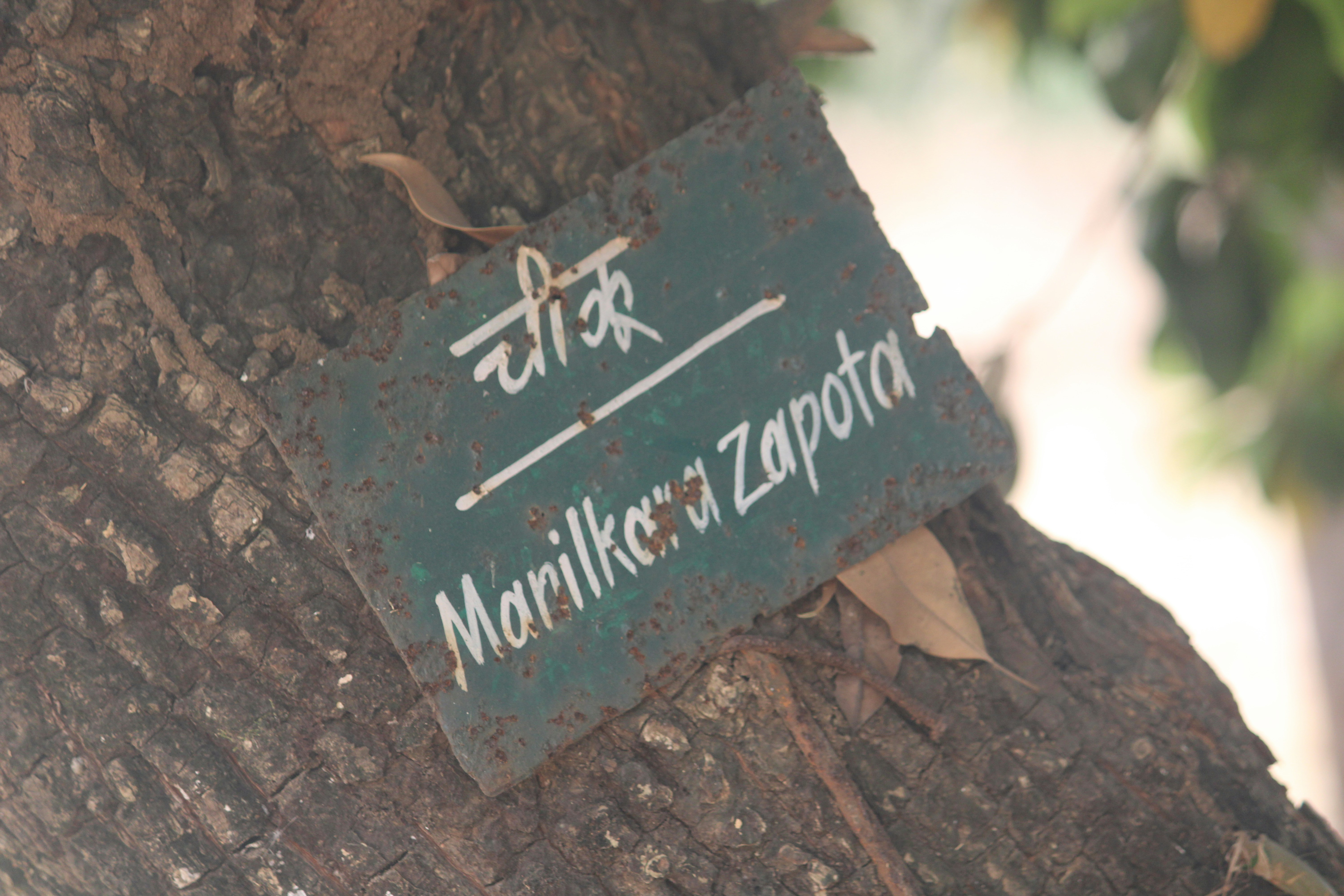 Manilkara Zapota Sign