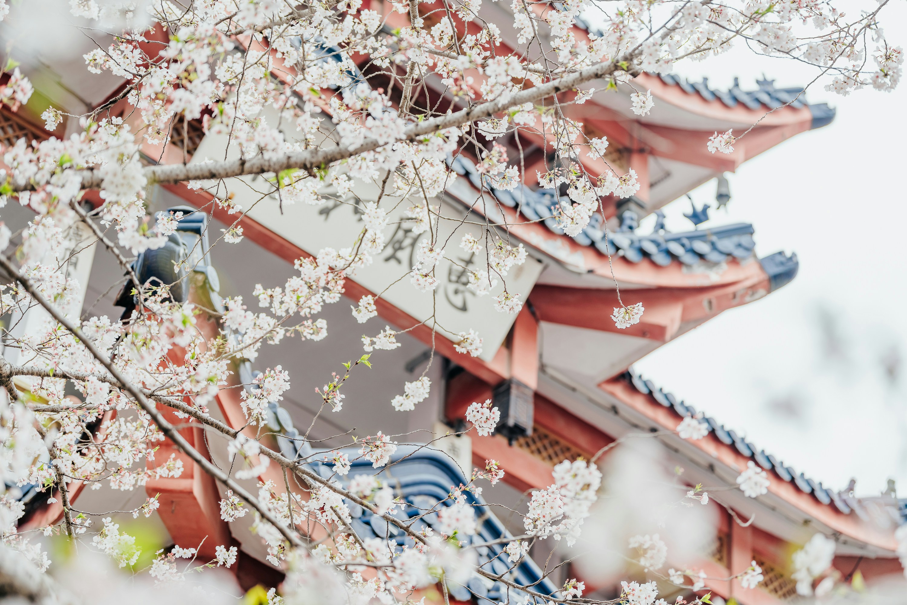 Cherry blossoms frame a japanese temple's roof.
