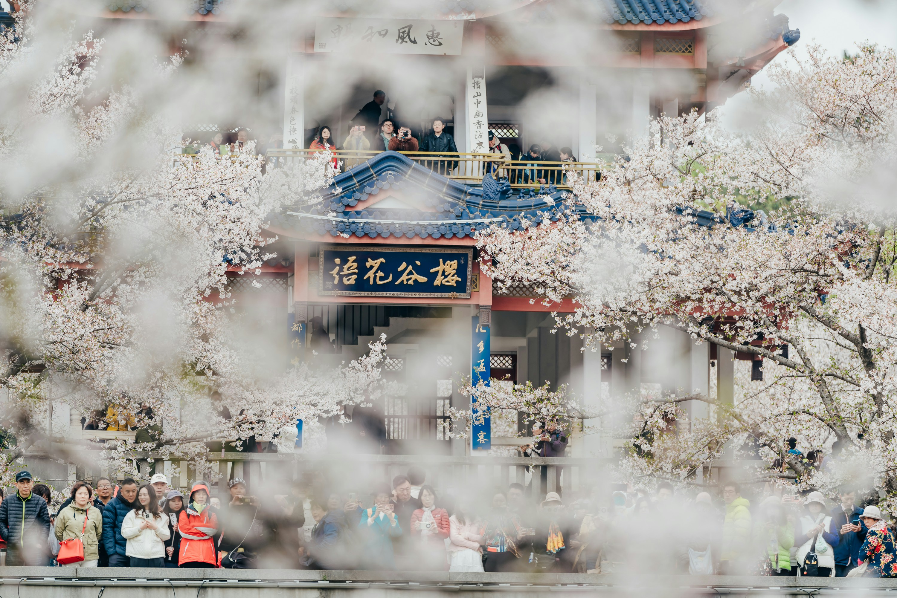 Cherry blossoms frame a traditional building with people.