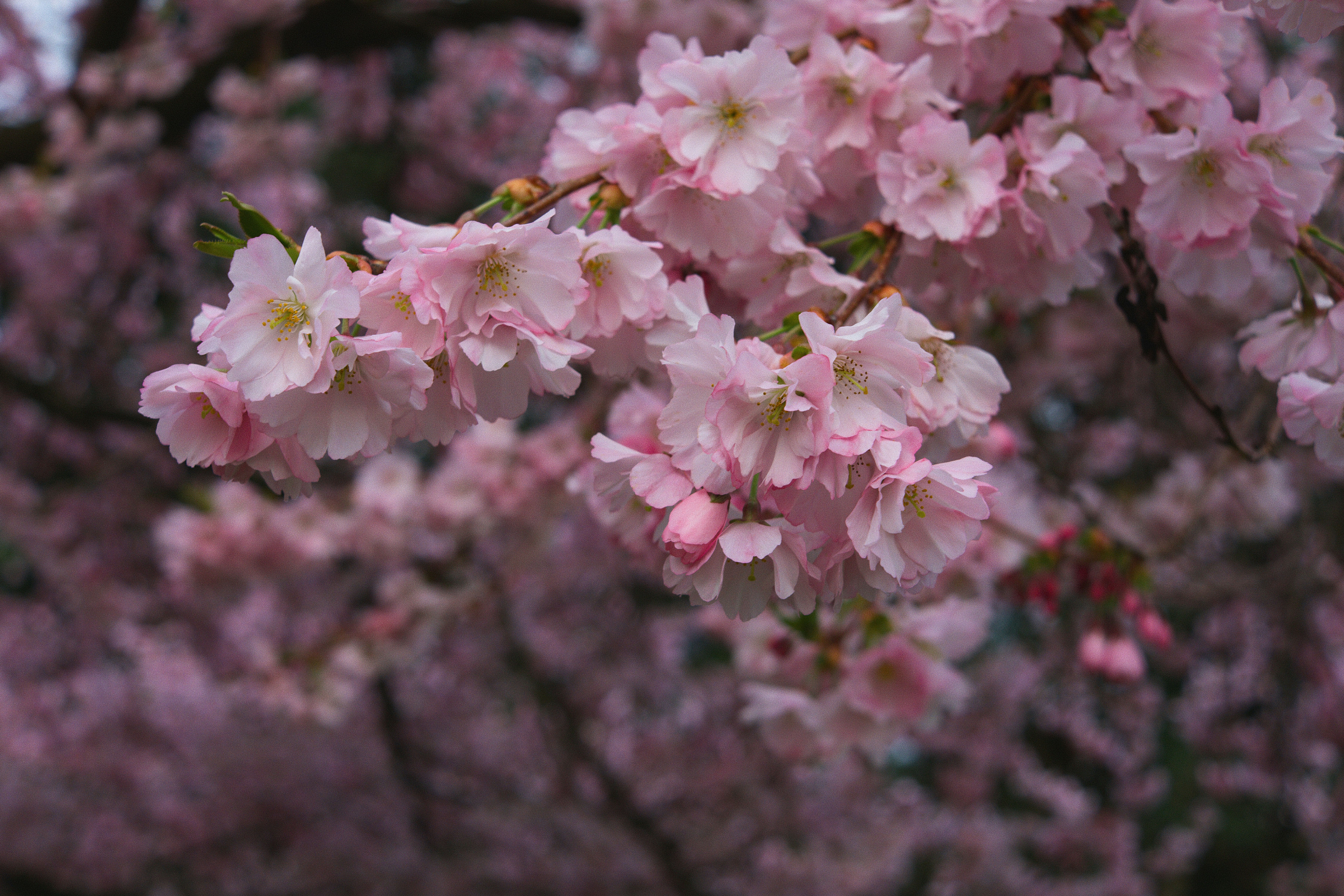 Photo by throughalekslens