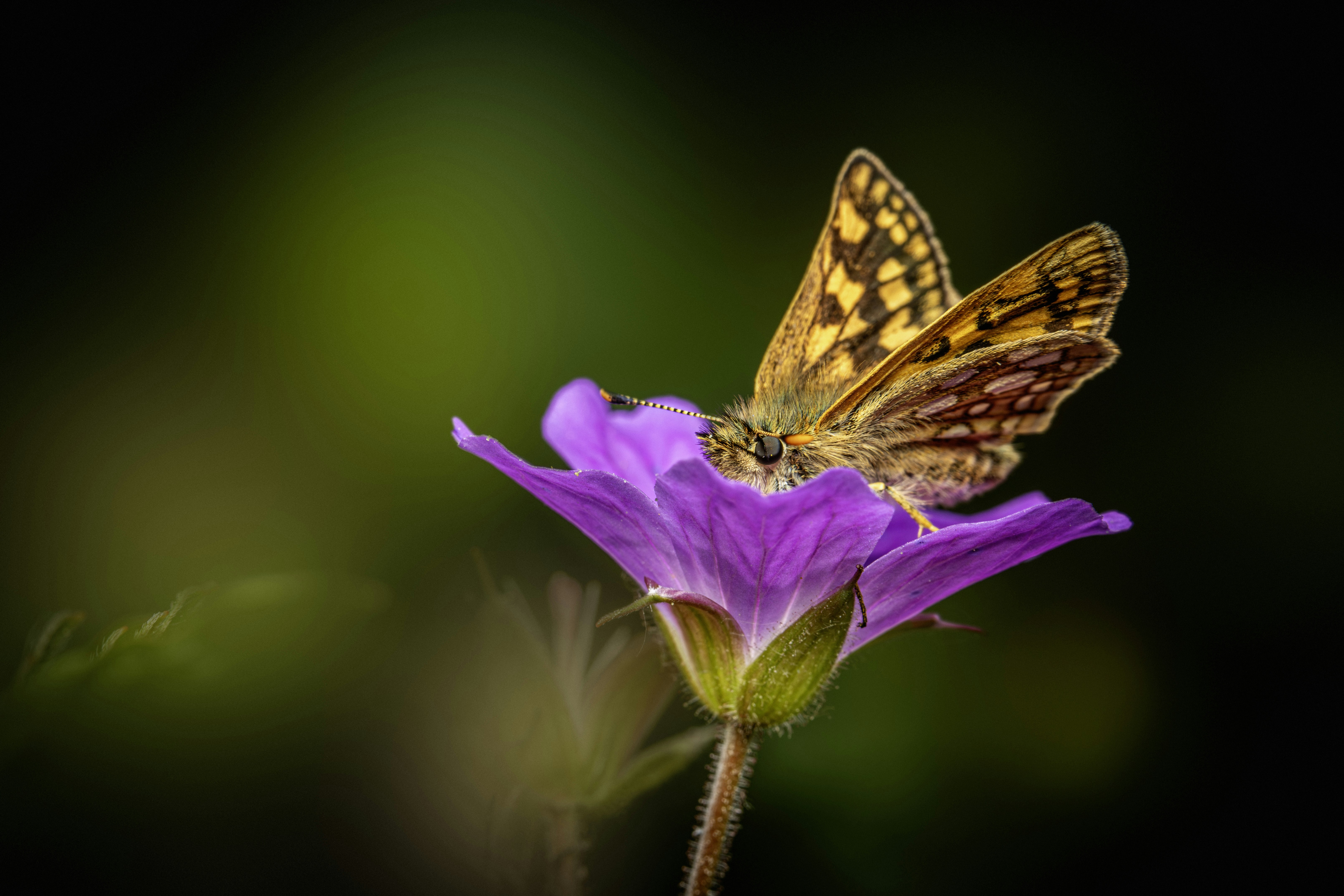 Photo by erik_karits