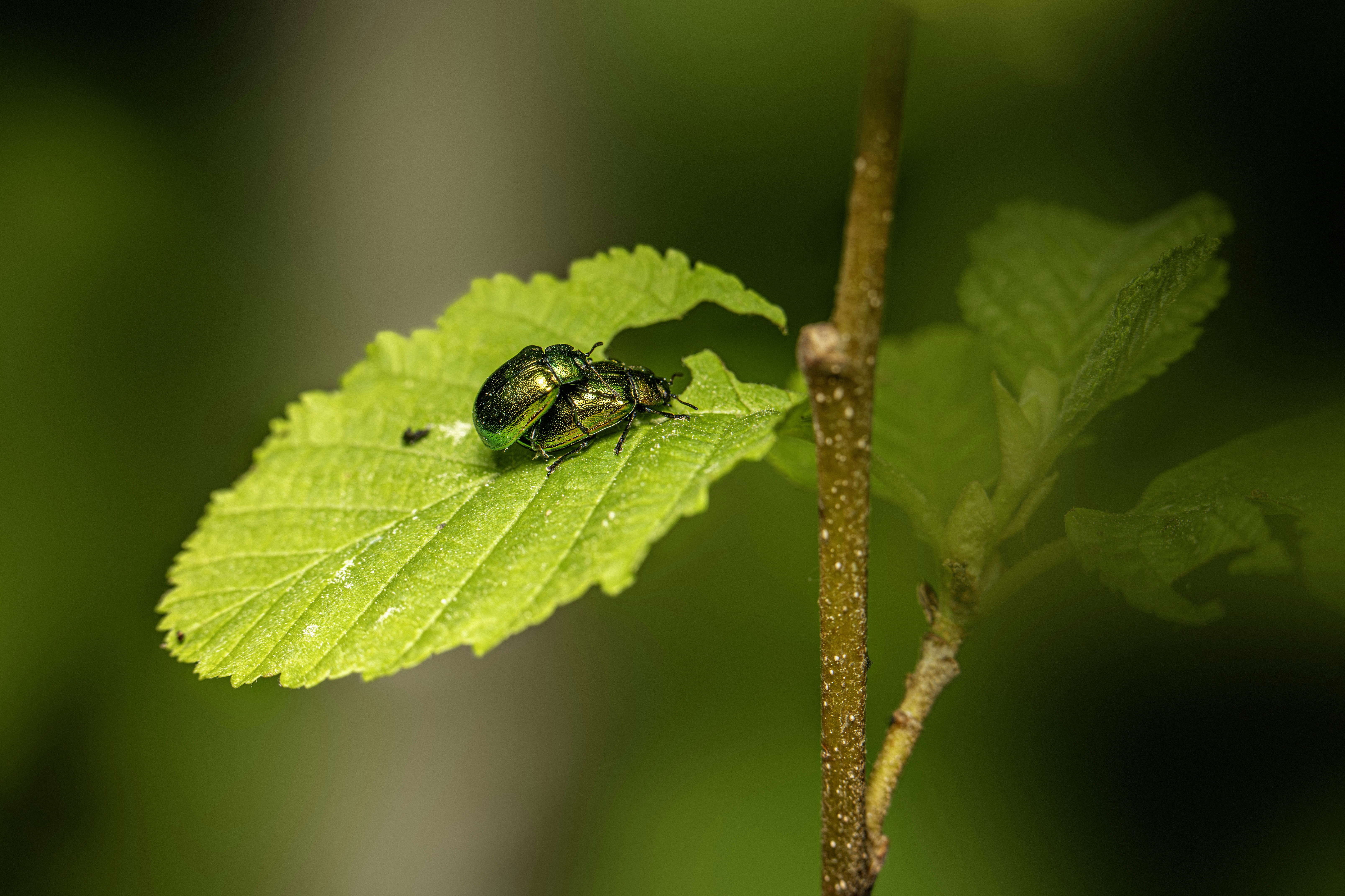 Photo by erik_karits