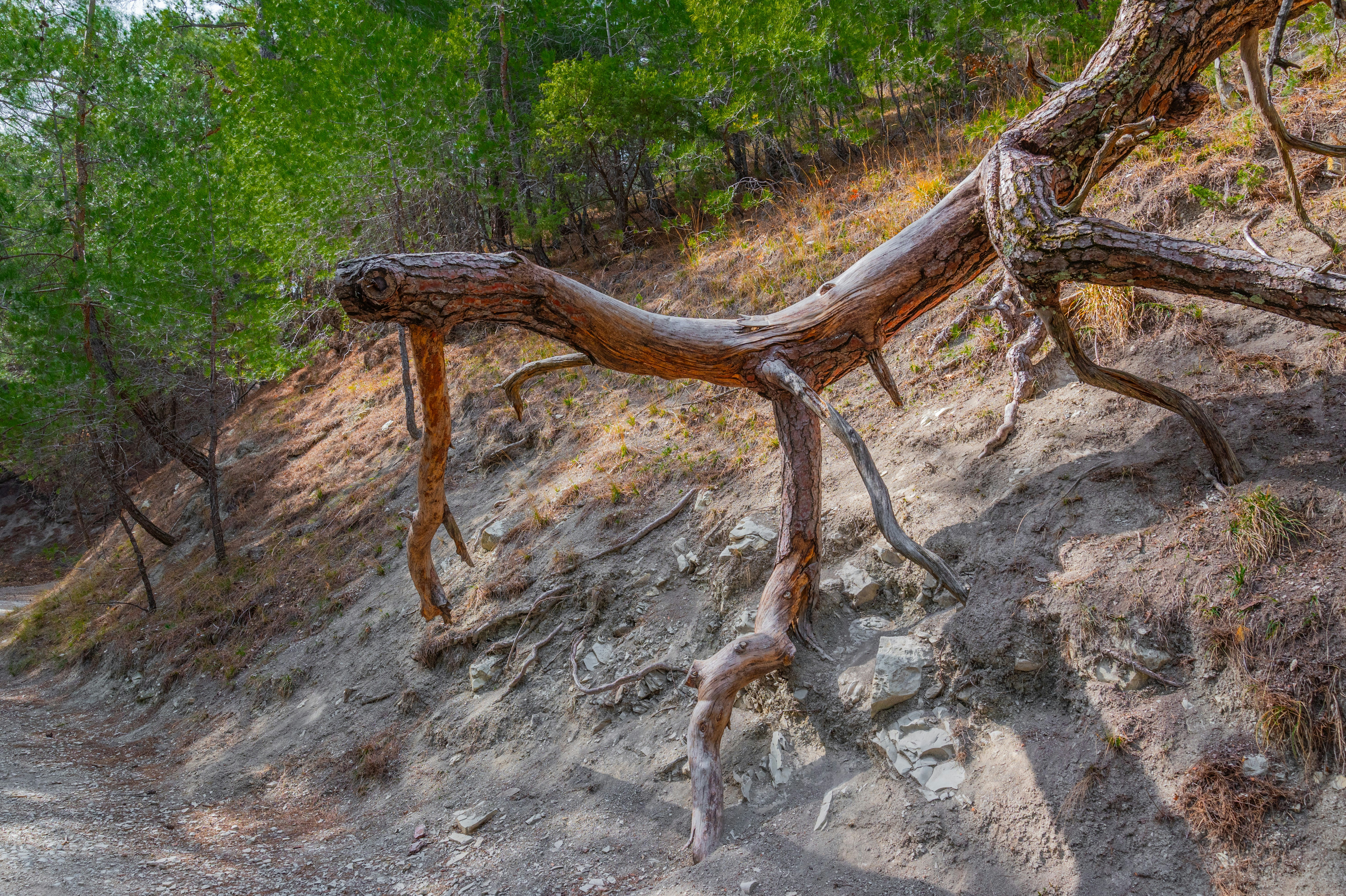 Exposed tree roots on a hillside. photo – Free Forest Image on Unsplash