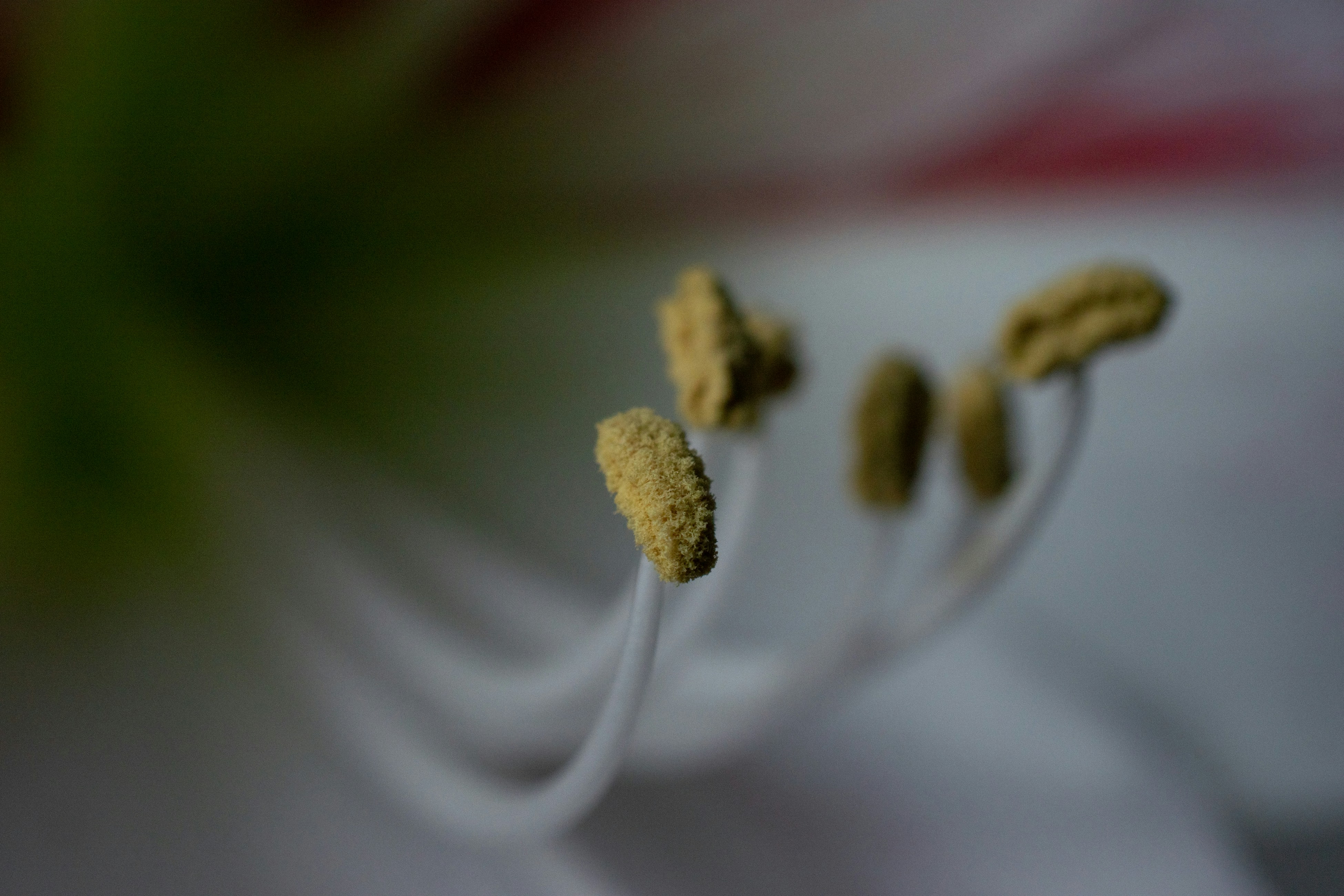 Photo by vjeblackbirdlion