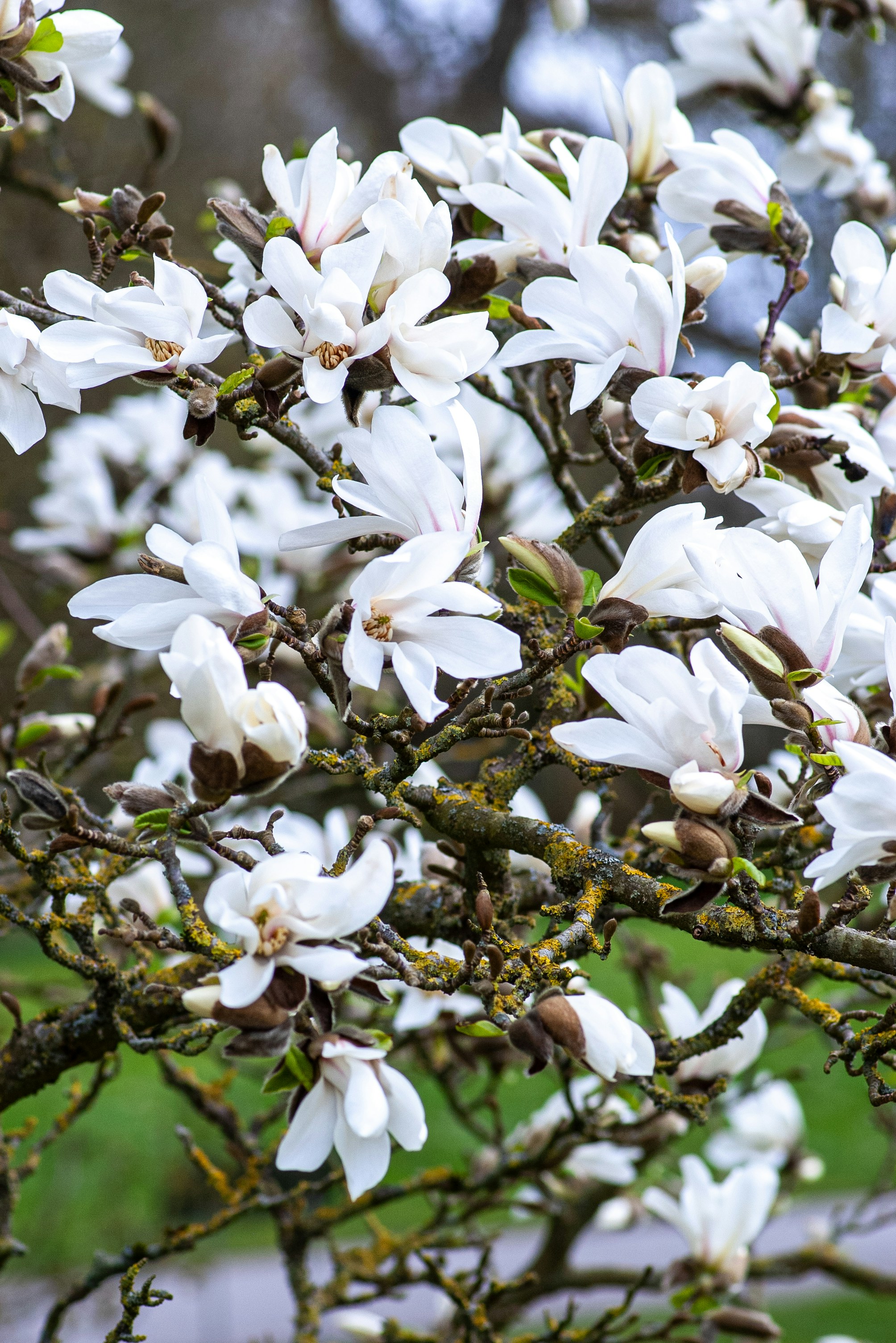 Fleurs blanches de magnolia épanouies sur l’arbre