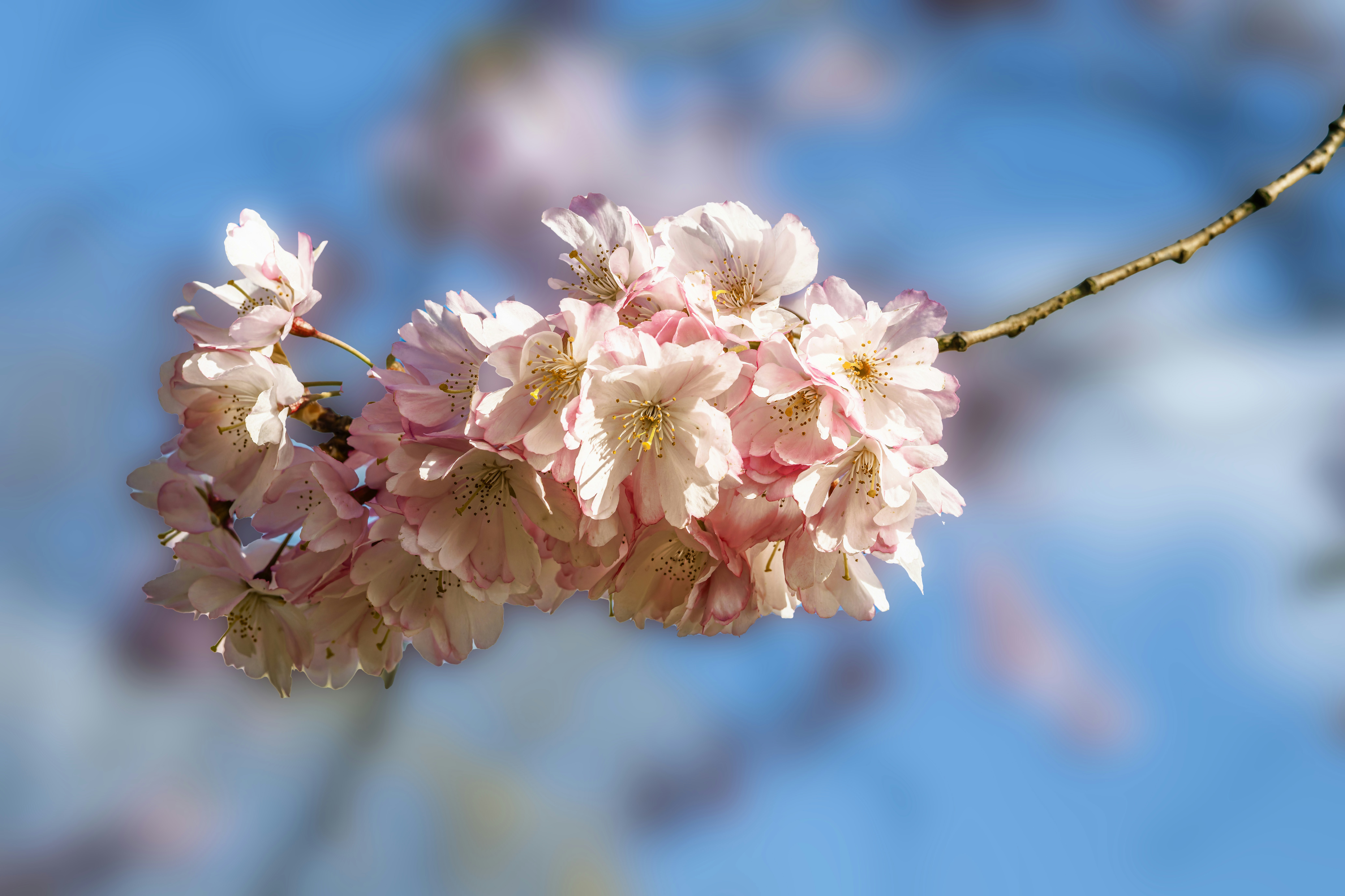 Photo by siegfriedpoepperl