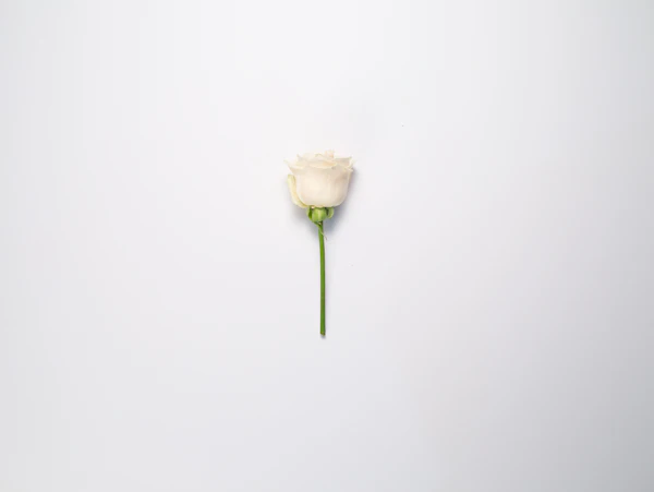 Flor blanca minimalista