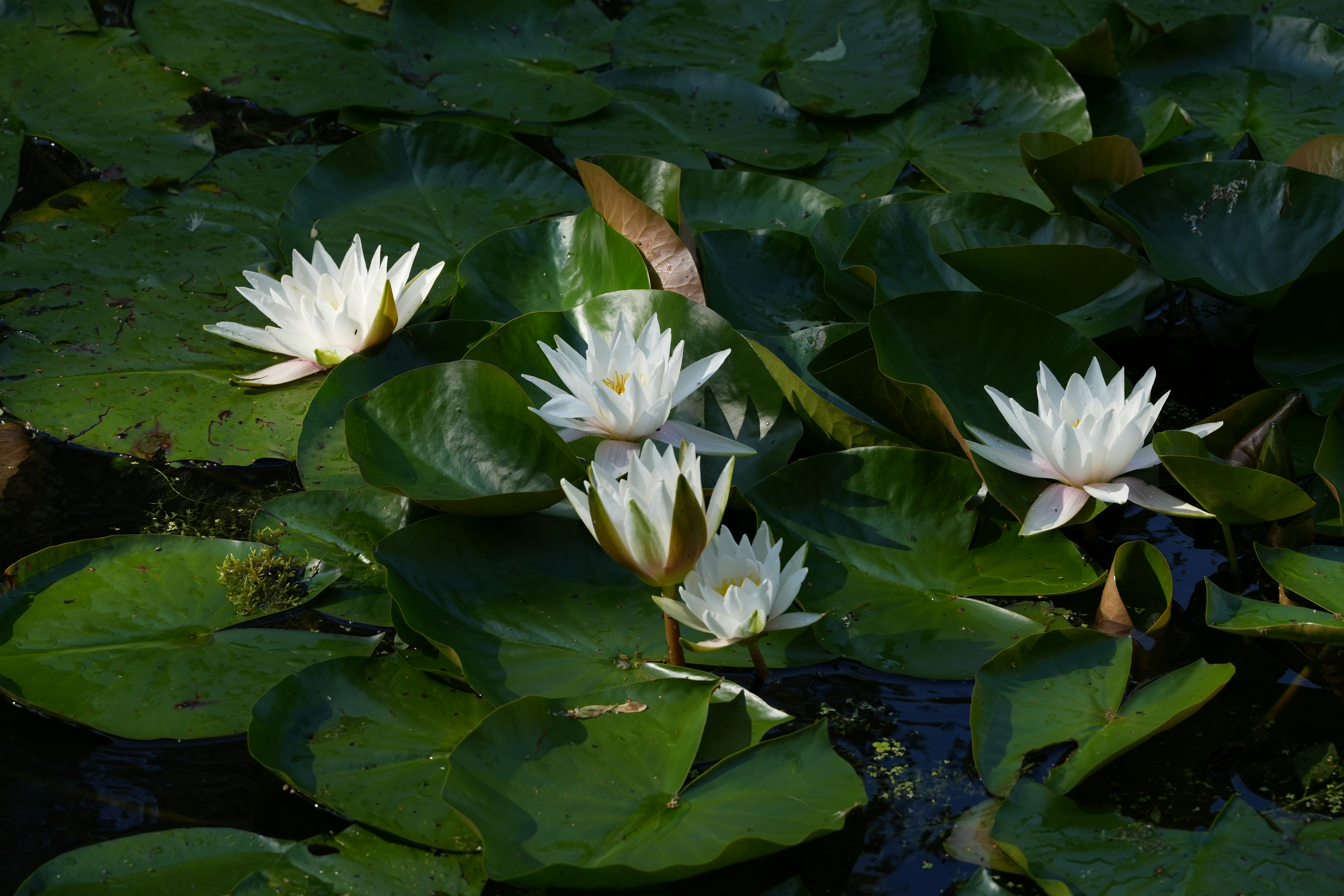 Photo by vadim_shevyrin