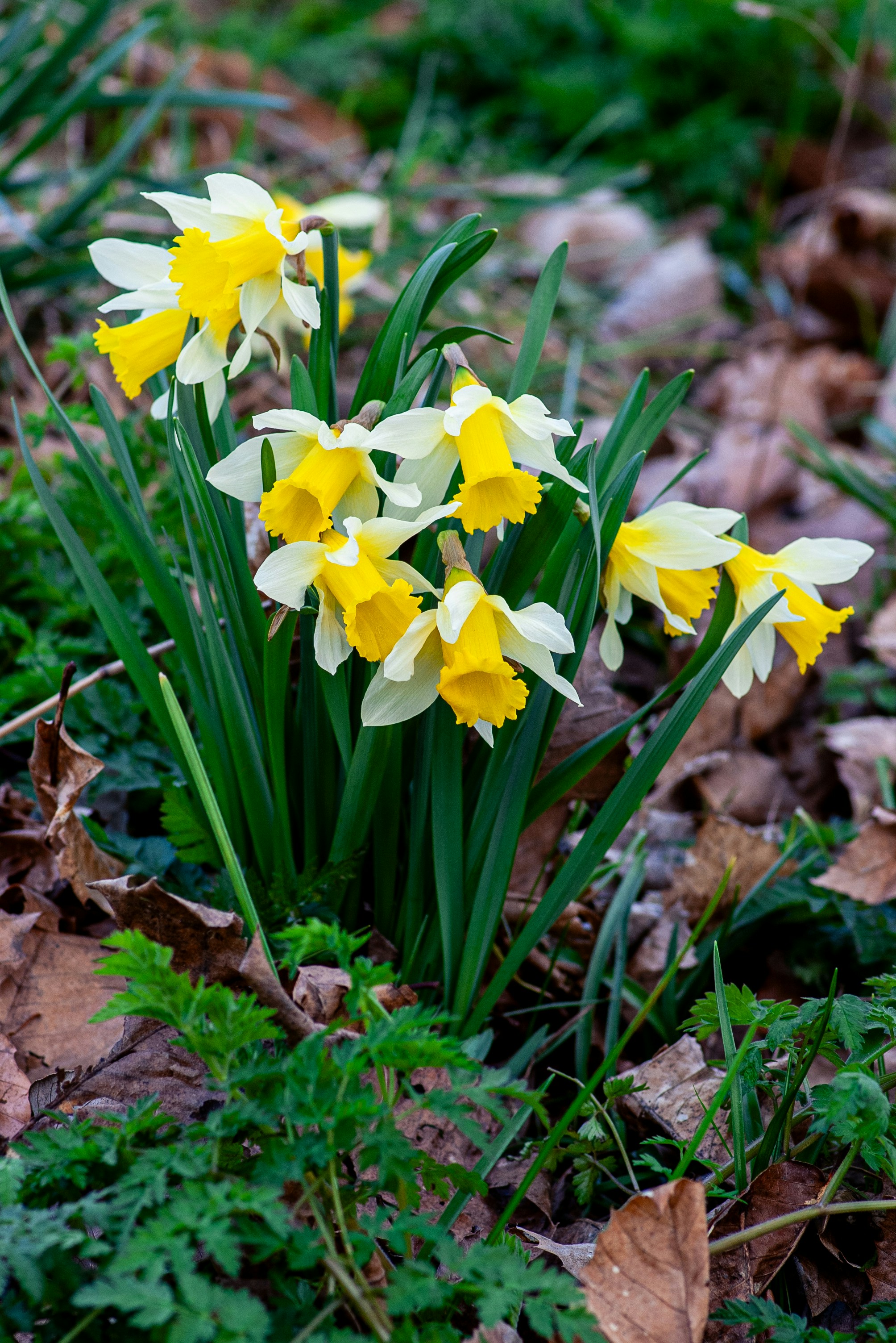 Yellow and white daffodils bloom in the garden.