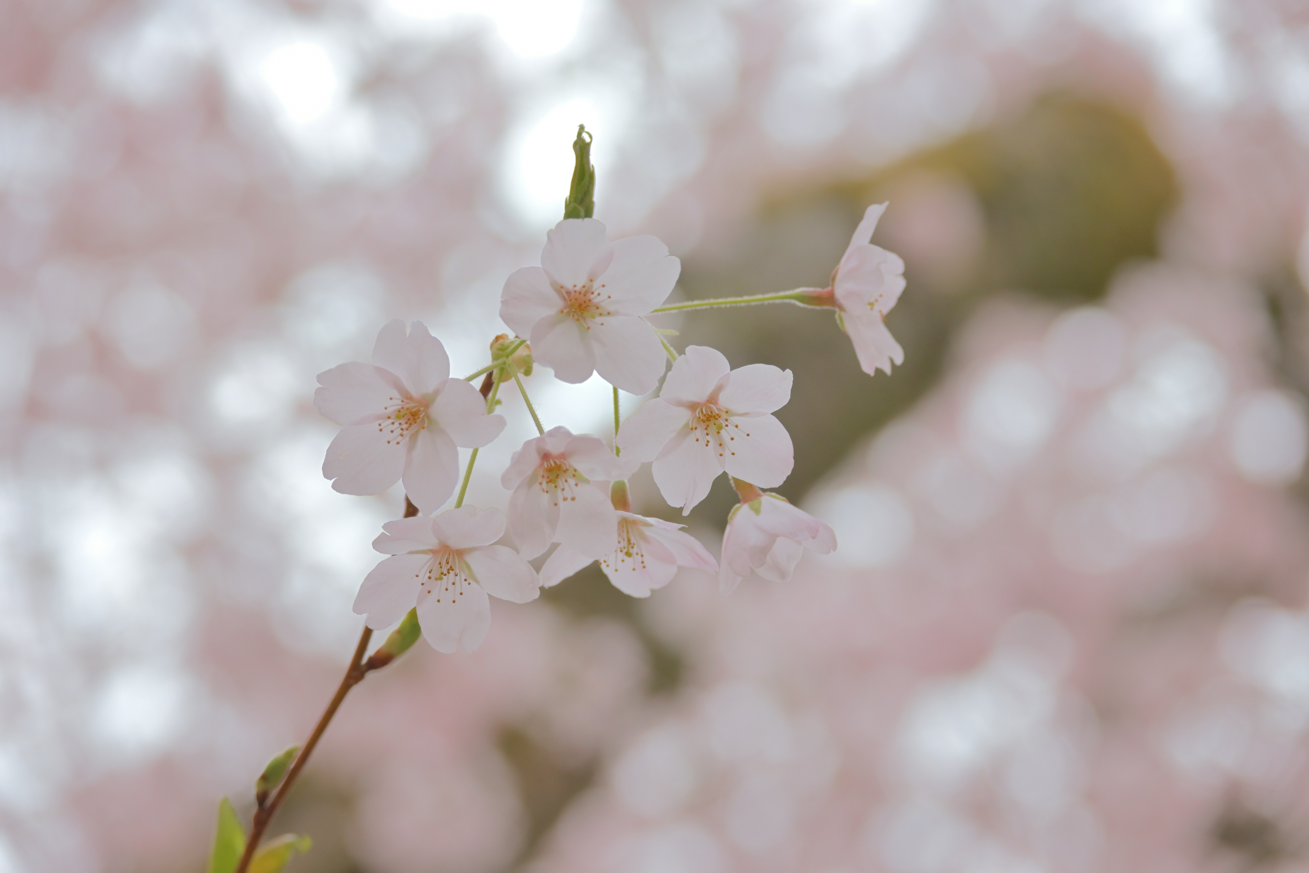 Photo by fleeting_glow