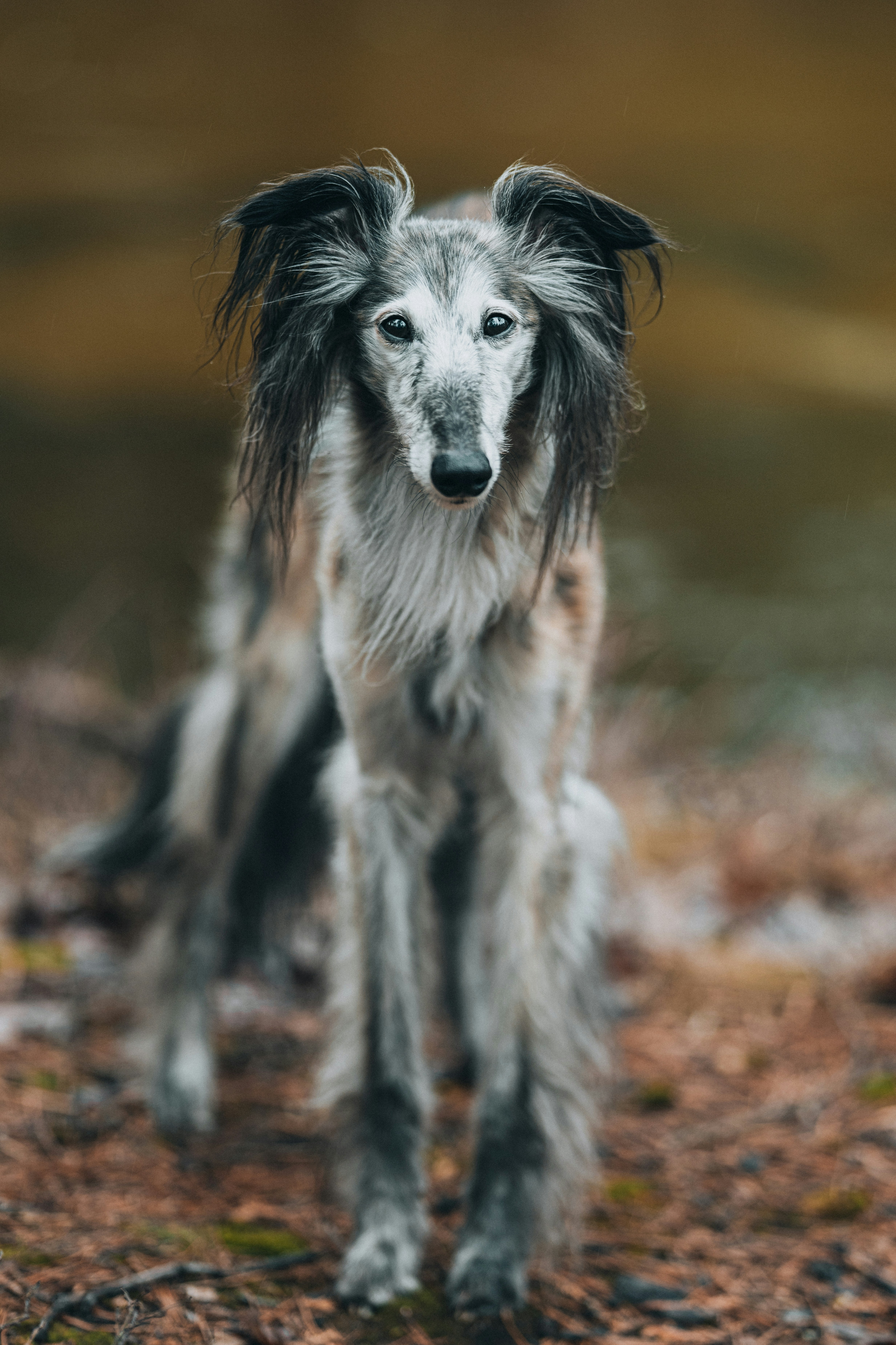 Immagini di Levriero Irlandese | Scarica immagini gratuite su Unsplash, image size:3000x4501