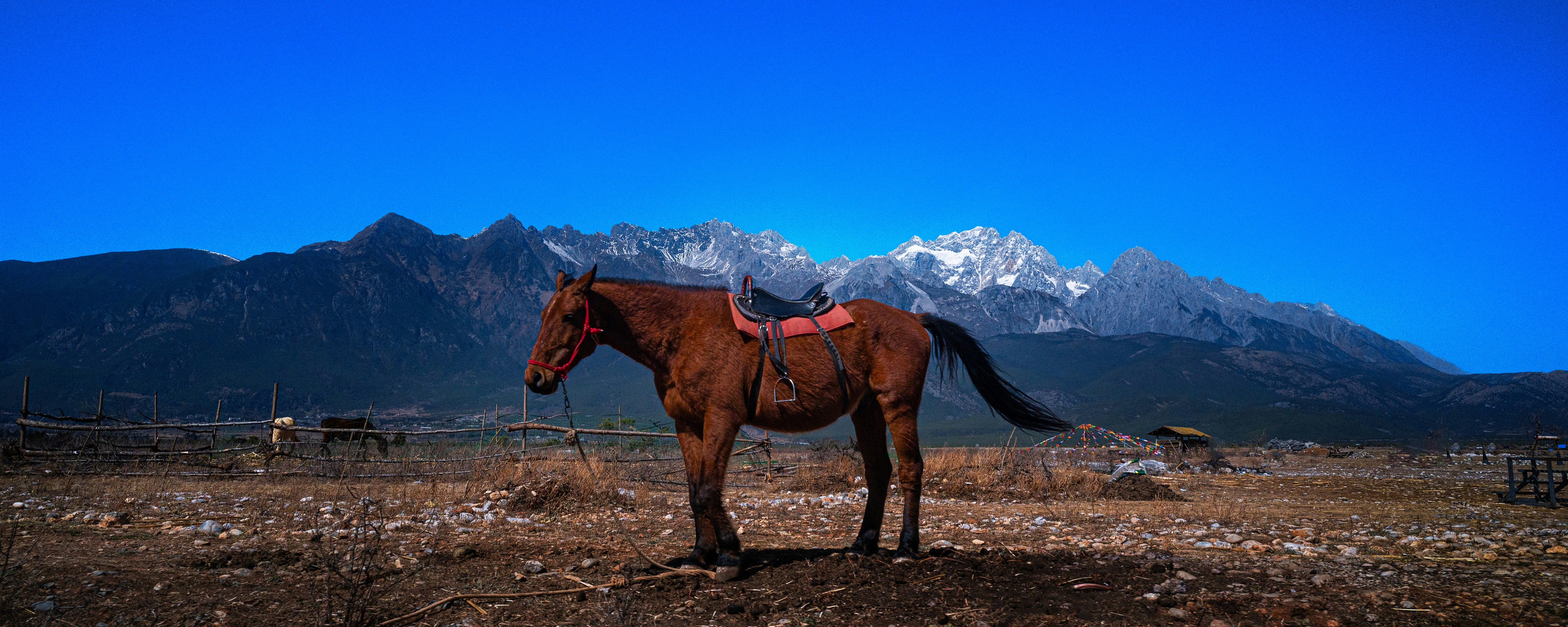 A horse stands before snowy mountains.