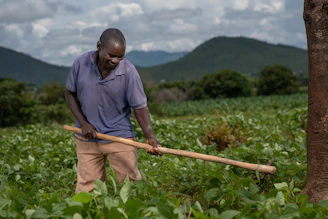 A farmer works in a field of green crops.