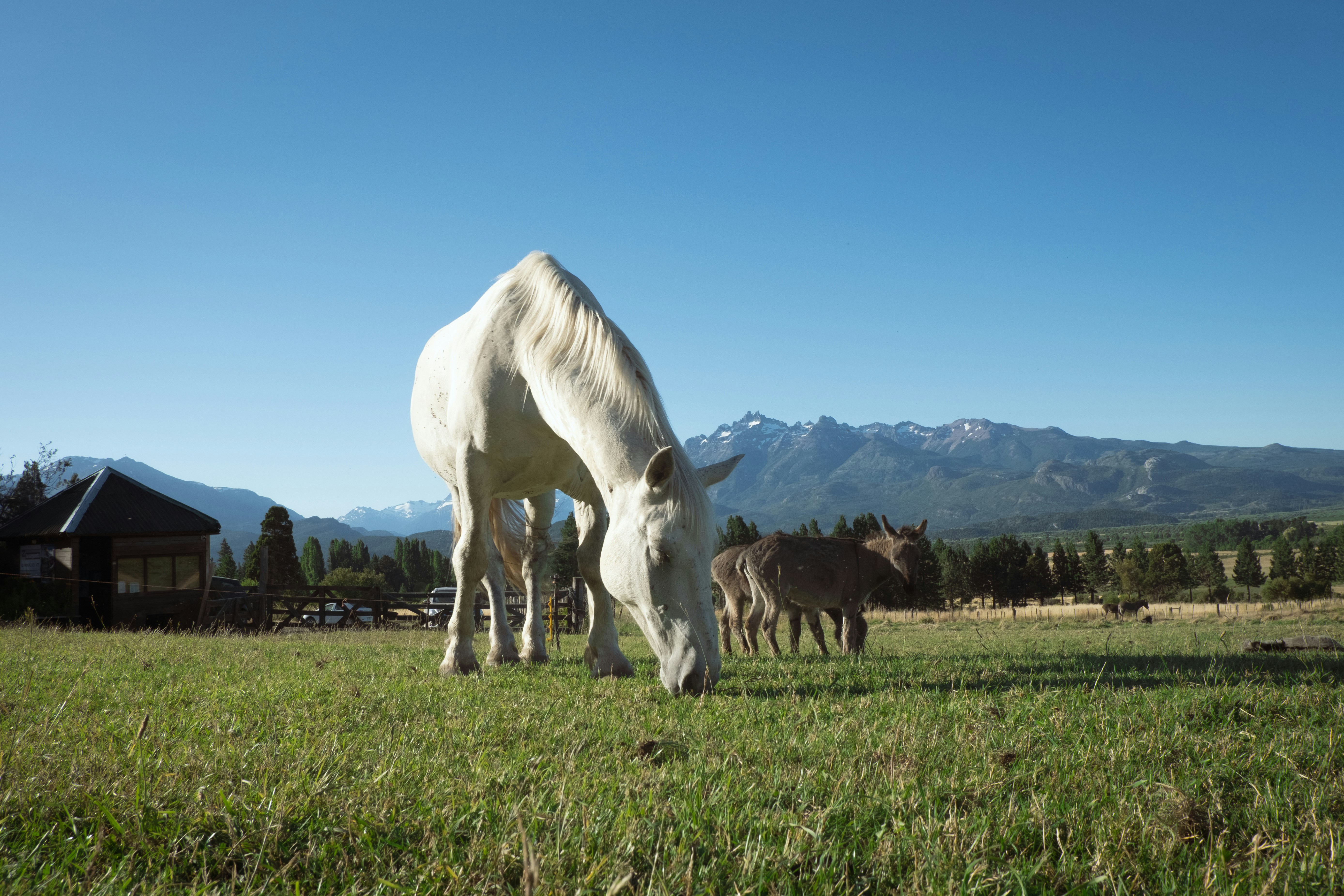 White horses graze peacefully in a green field.