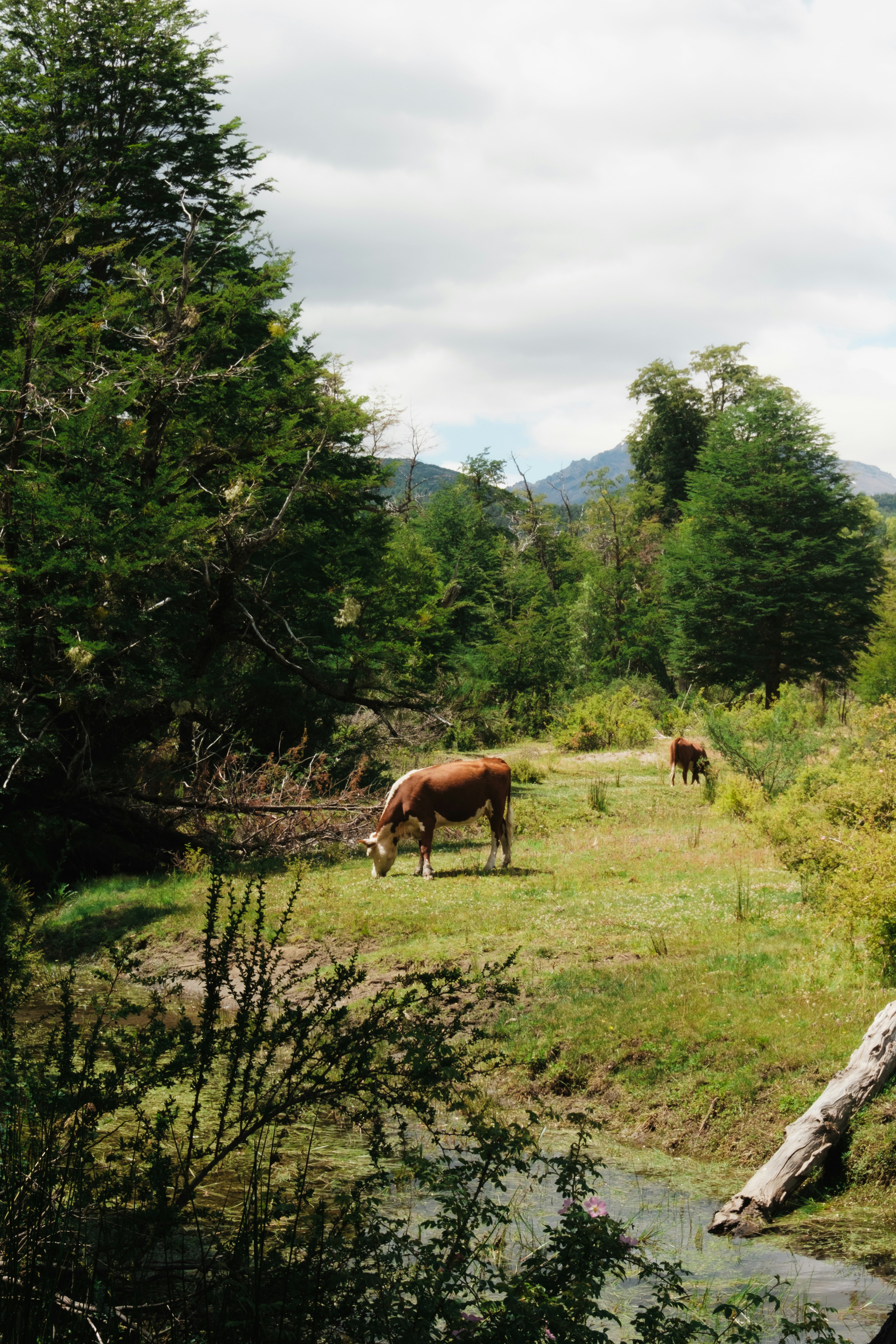 Cows graze peacefully in a lush, green meadow.