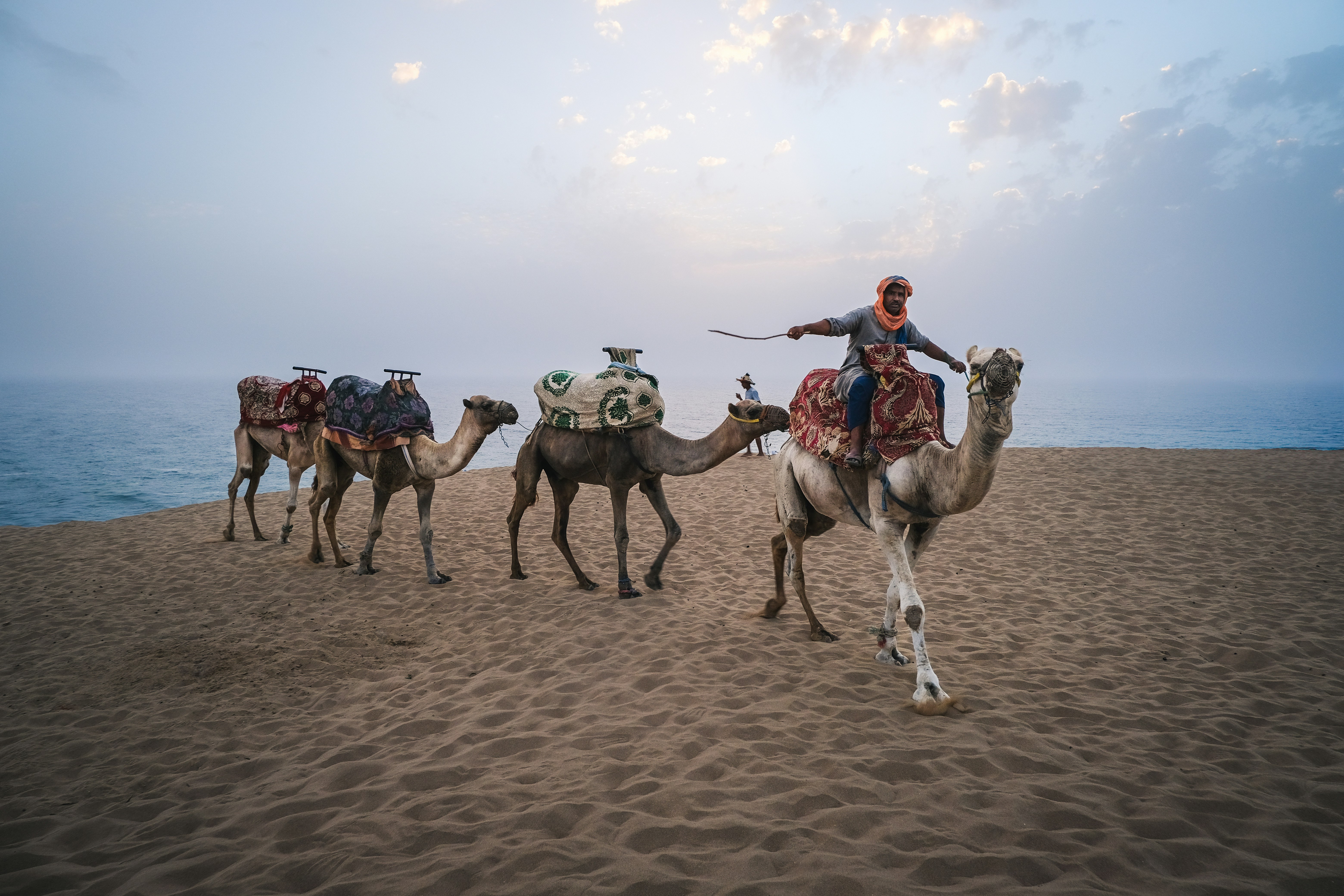 A person leads camels across a sandy shore.