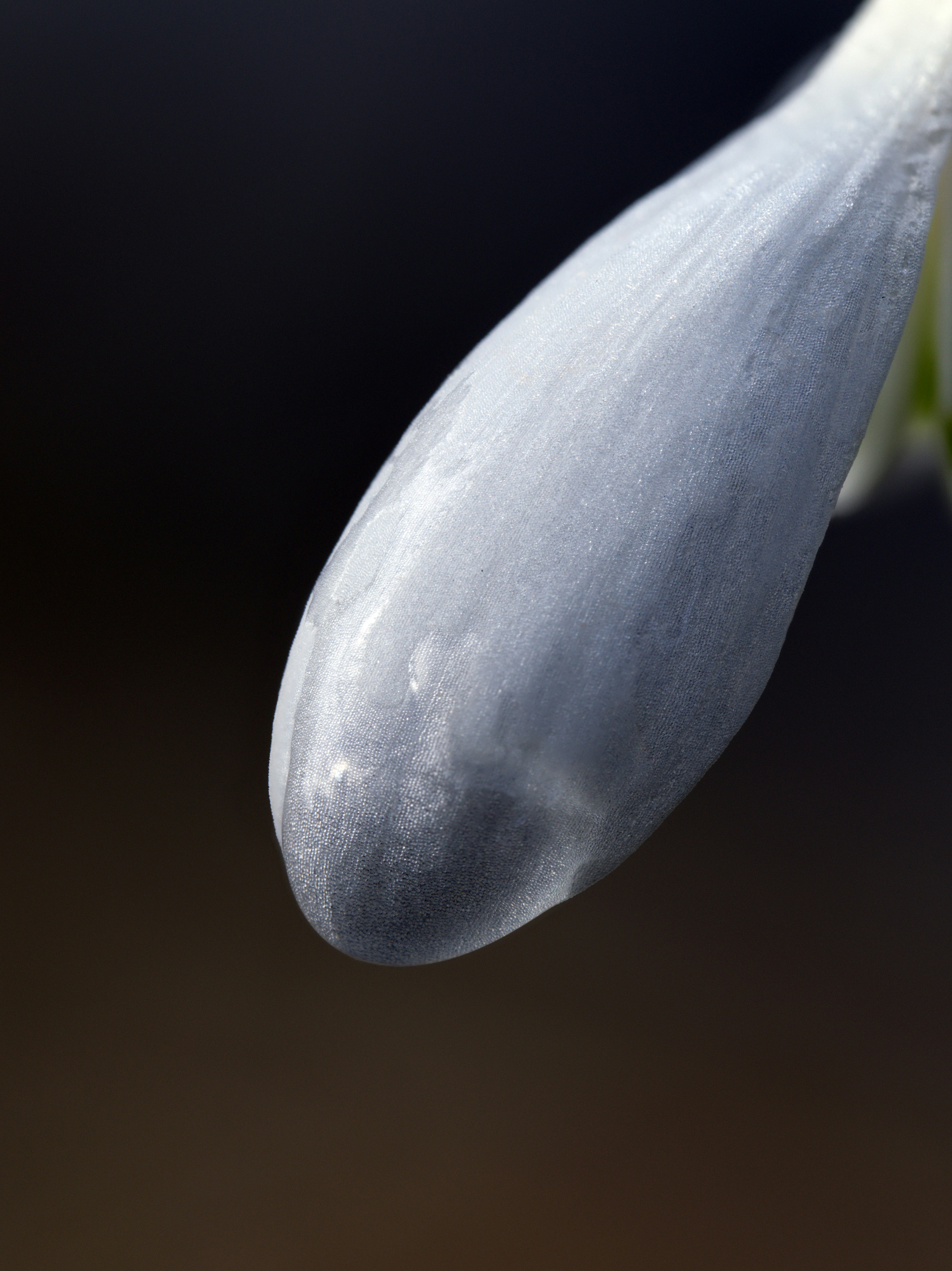 Un primer plano de una delicada flor blanca.