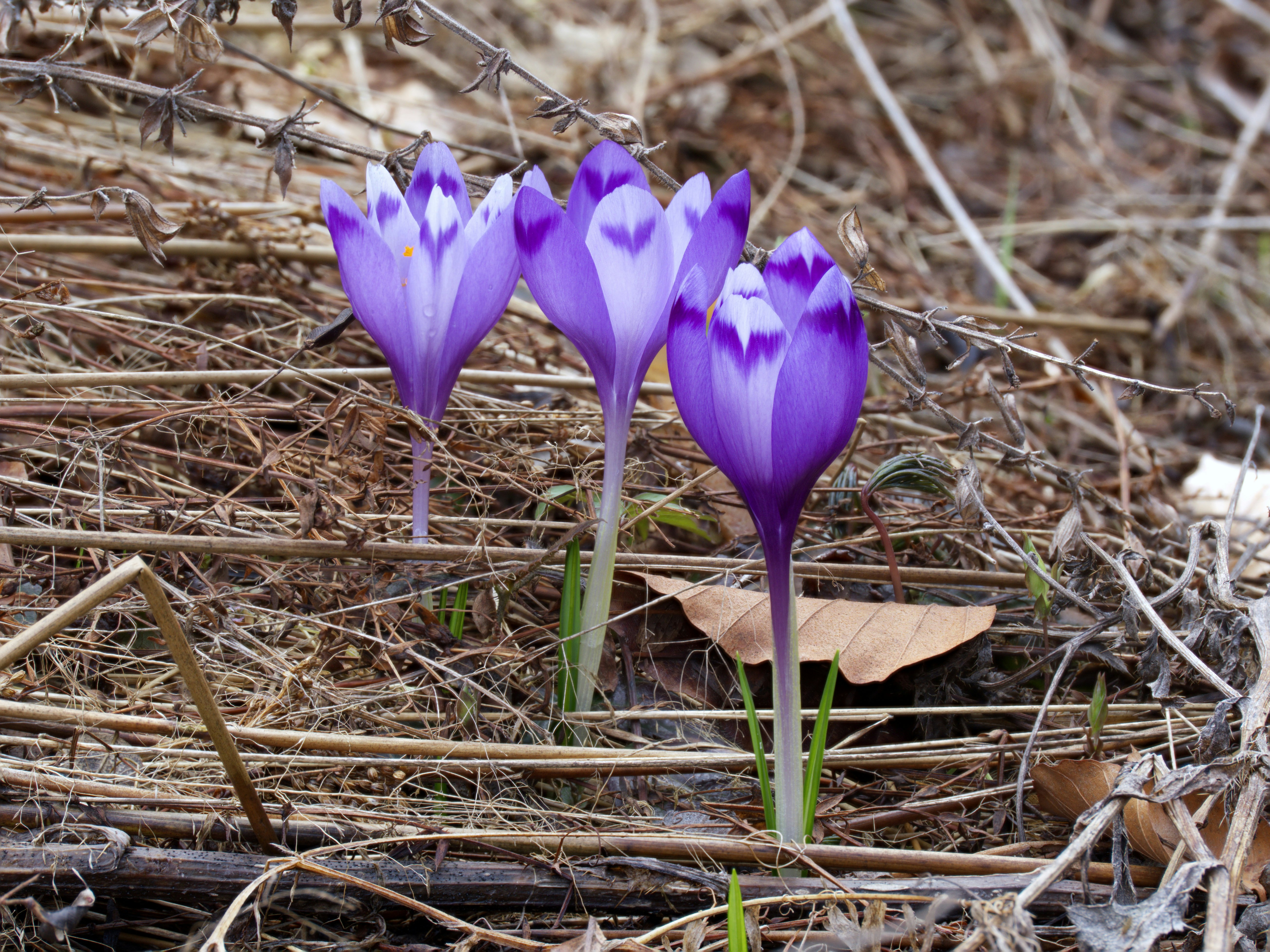 Drei violette Krokusblüten blühen.
