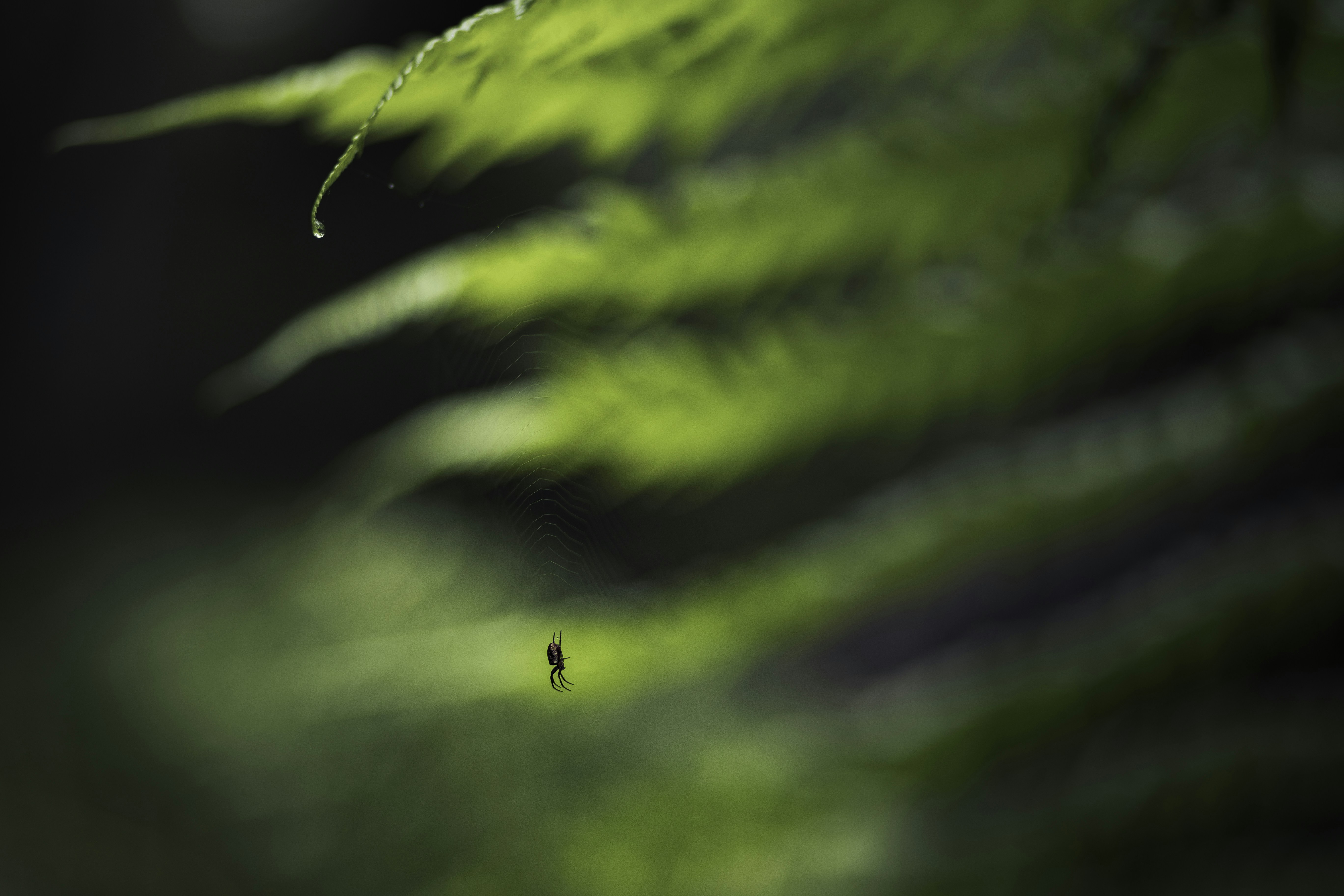 Photo by behindthetmuna