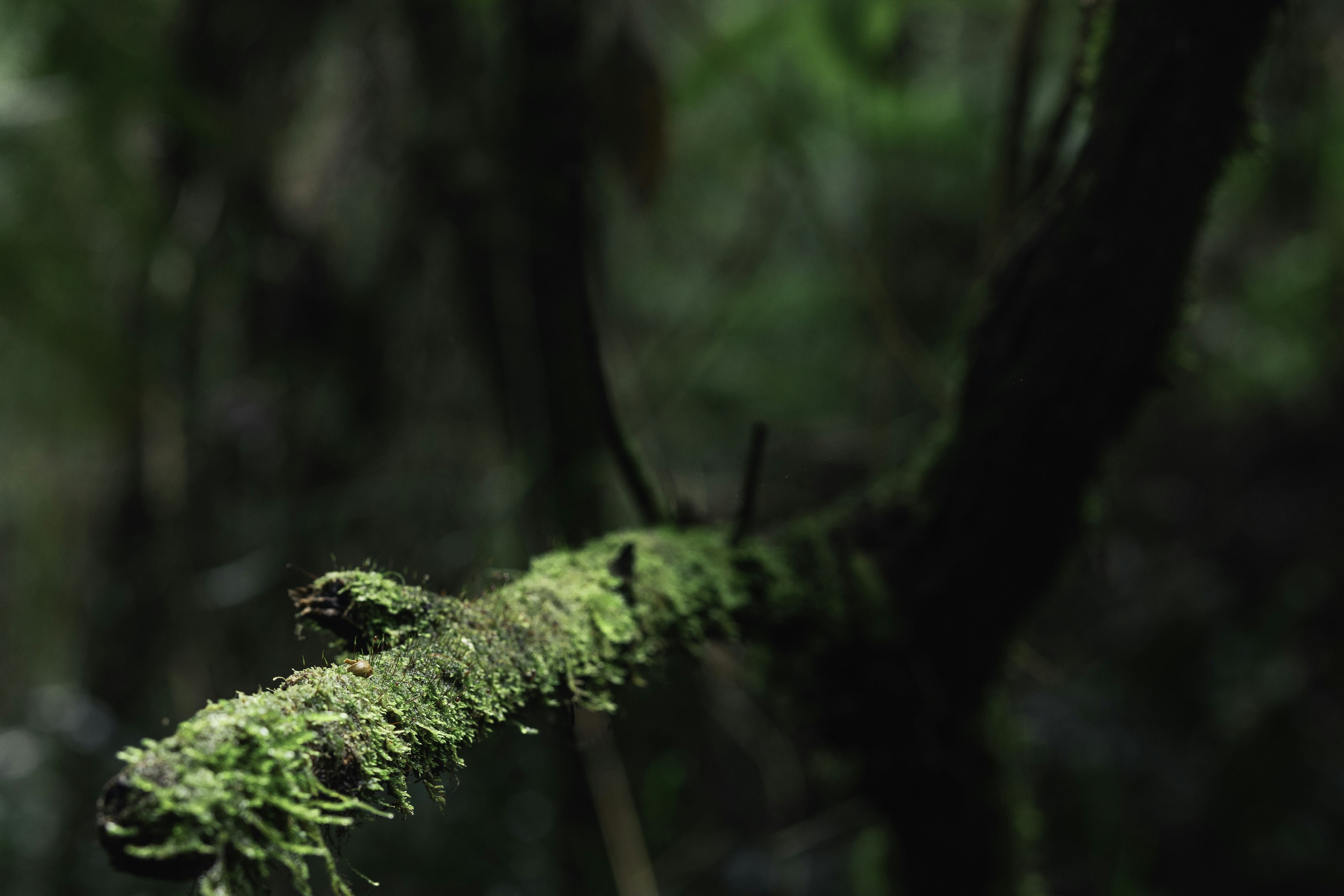 Photo by behindthetmuna