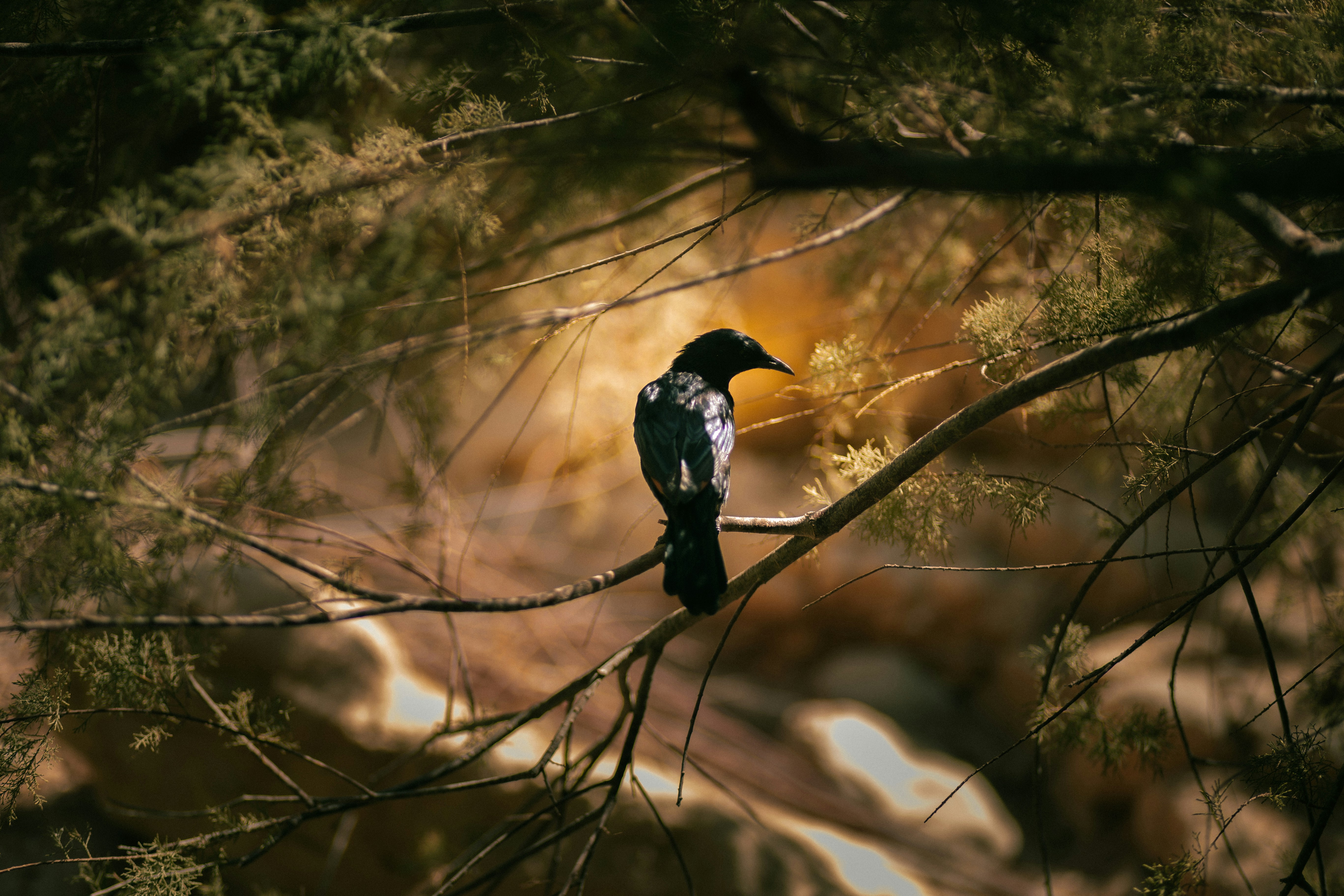 Photo by behindthetmuna