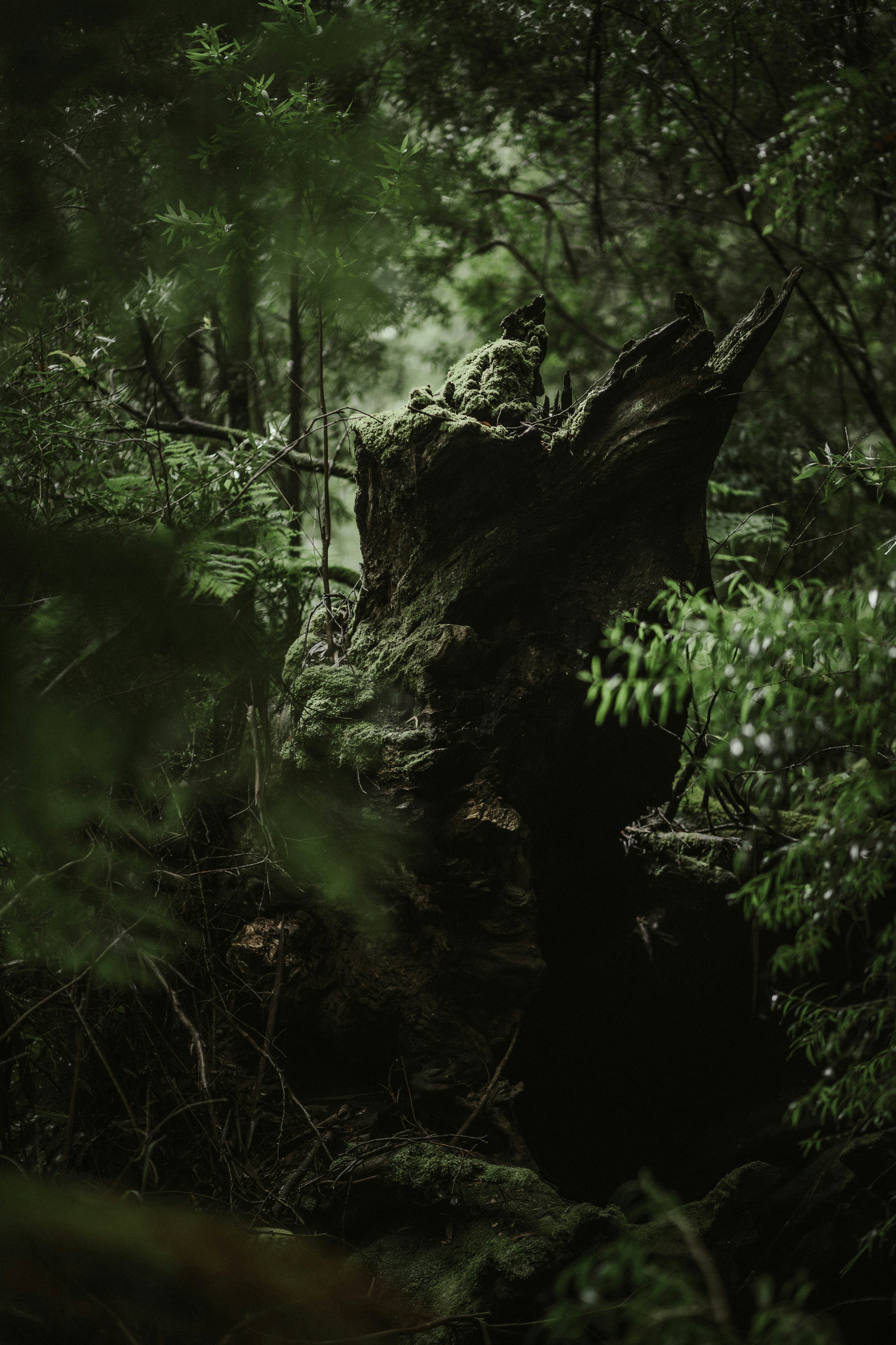 Photo by behindthetmuna