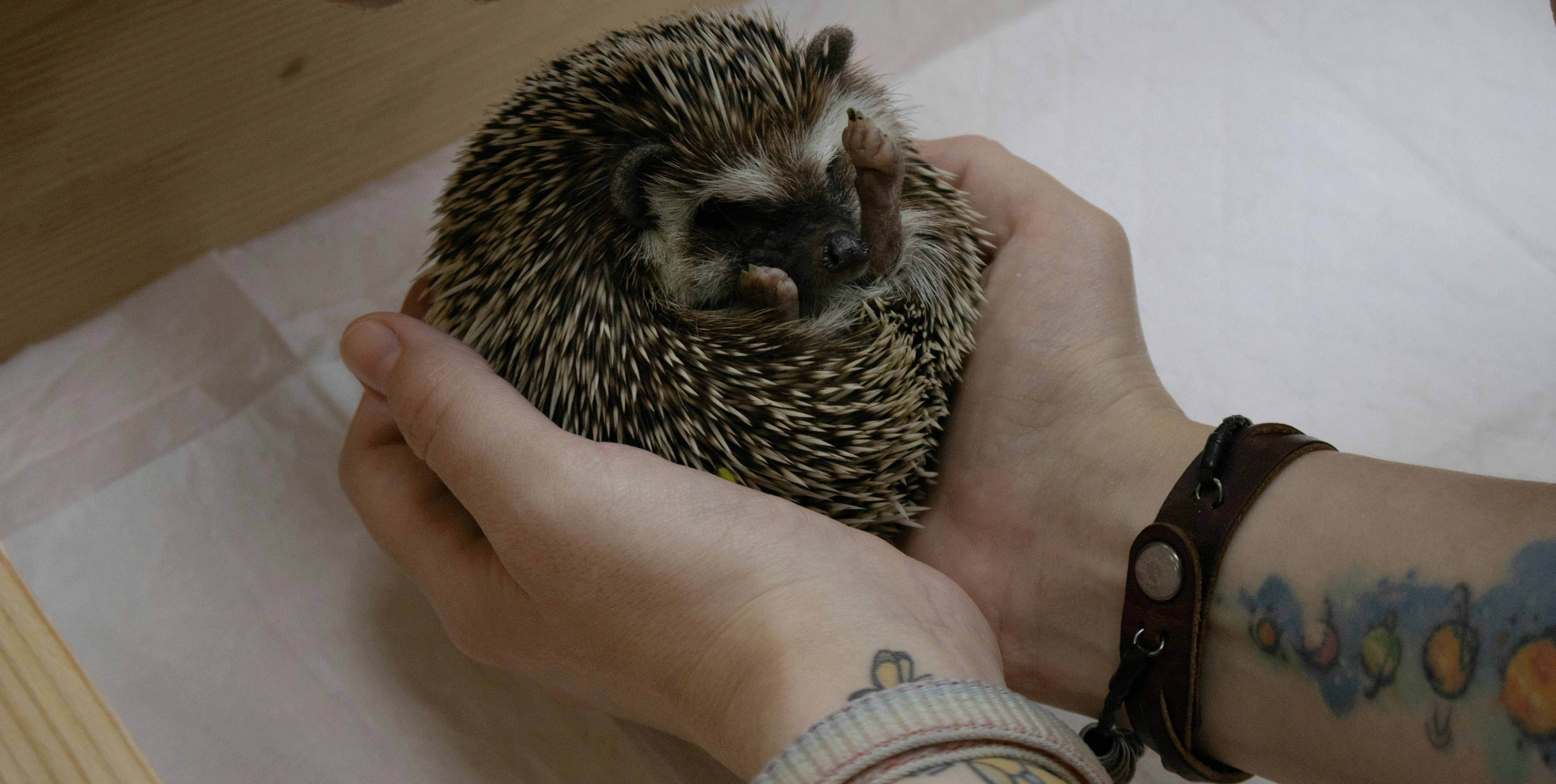 daily bonding routine with relaxed hedgehog on soft blanket
