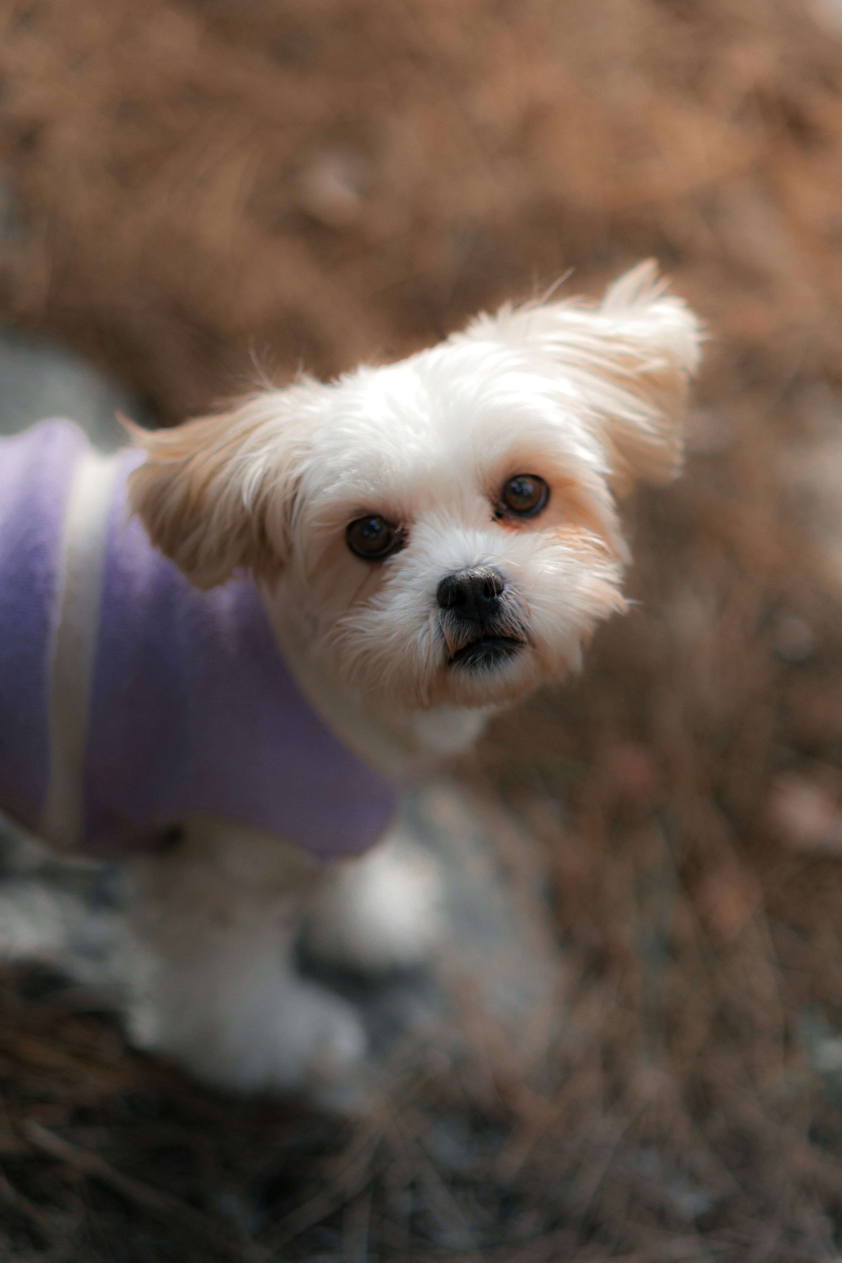 Photo by behindthetmuna