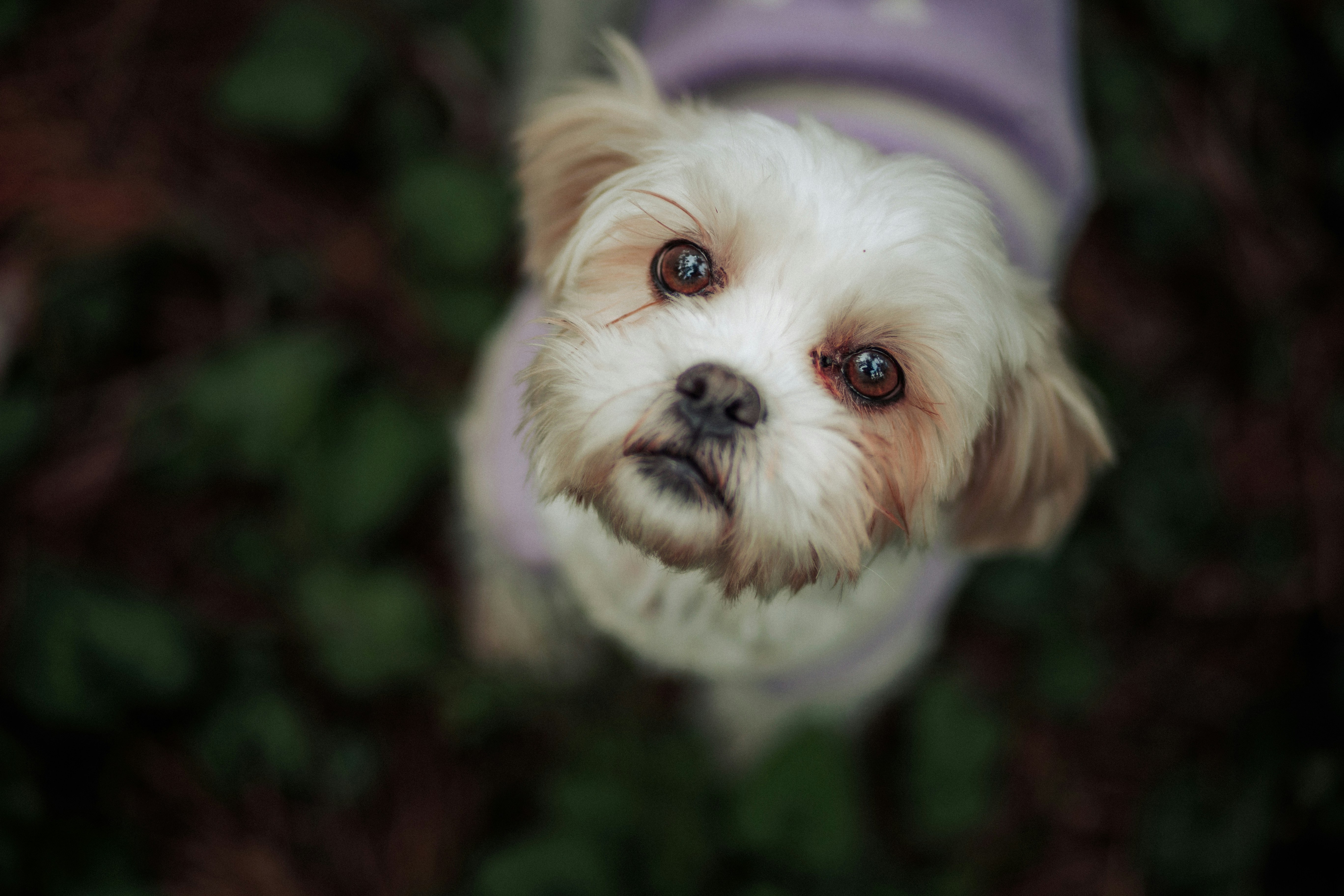 Photo by behindthetmuna