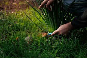 Someone is cutting green plants with scissors.