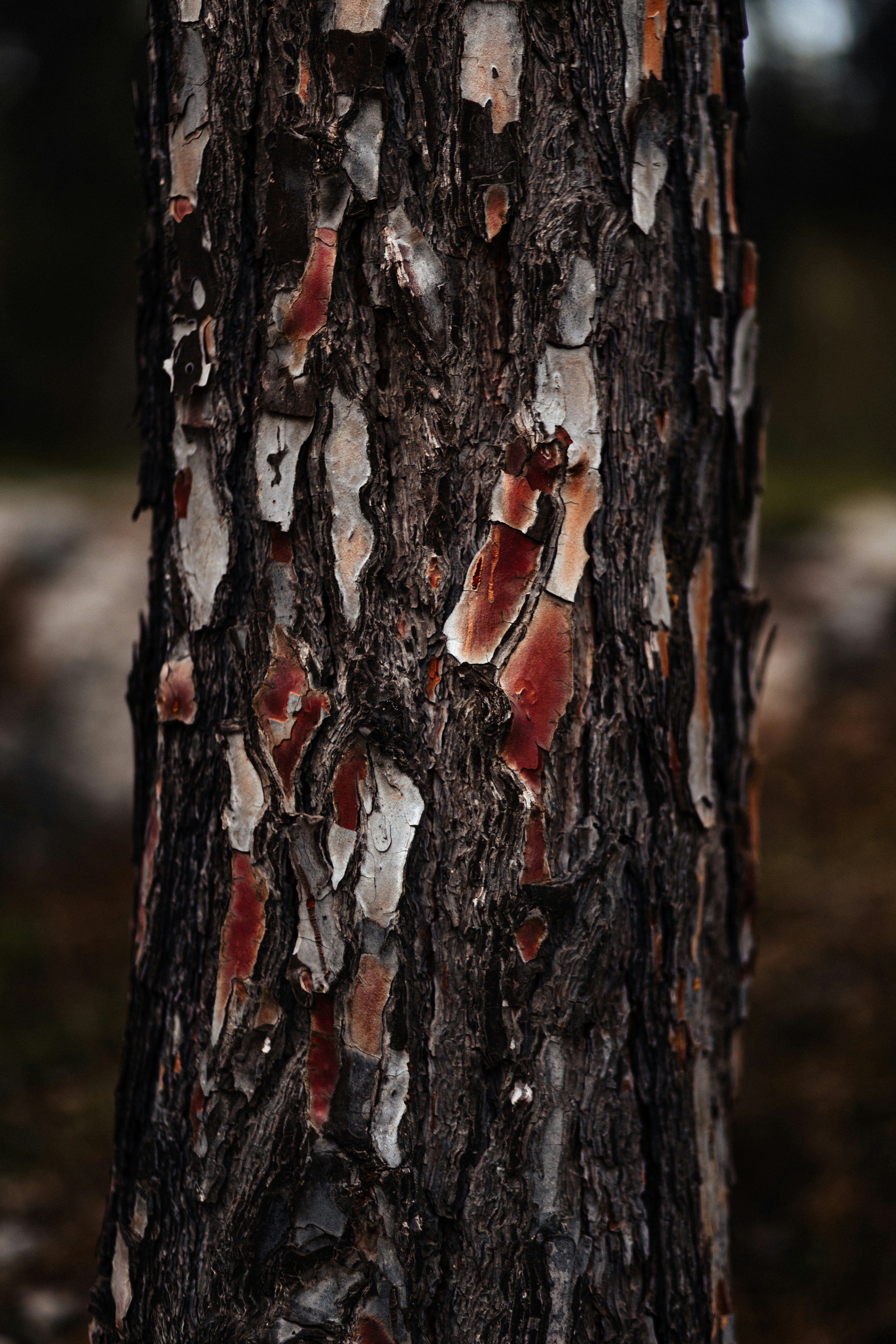 Photo by behindthetmuna