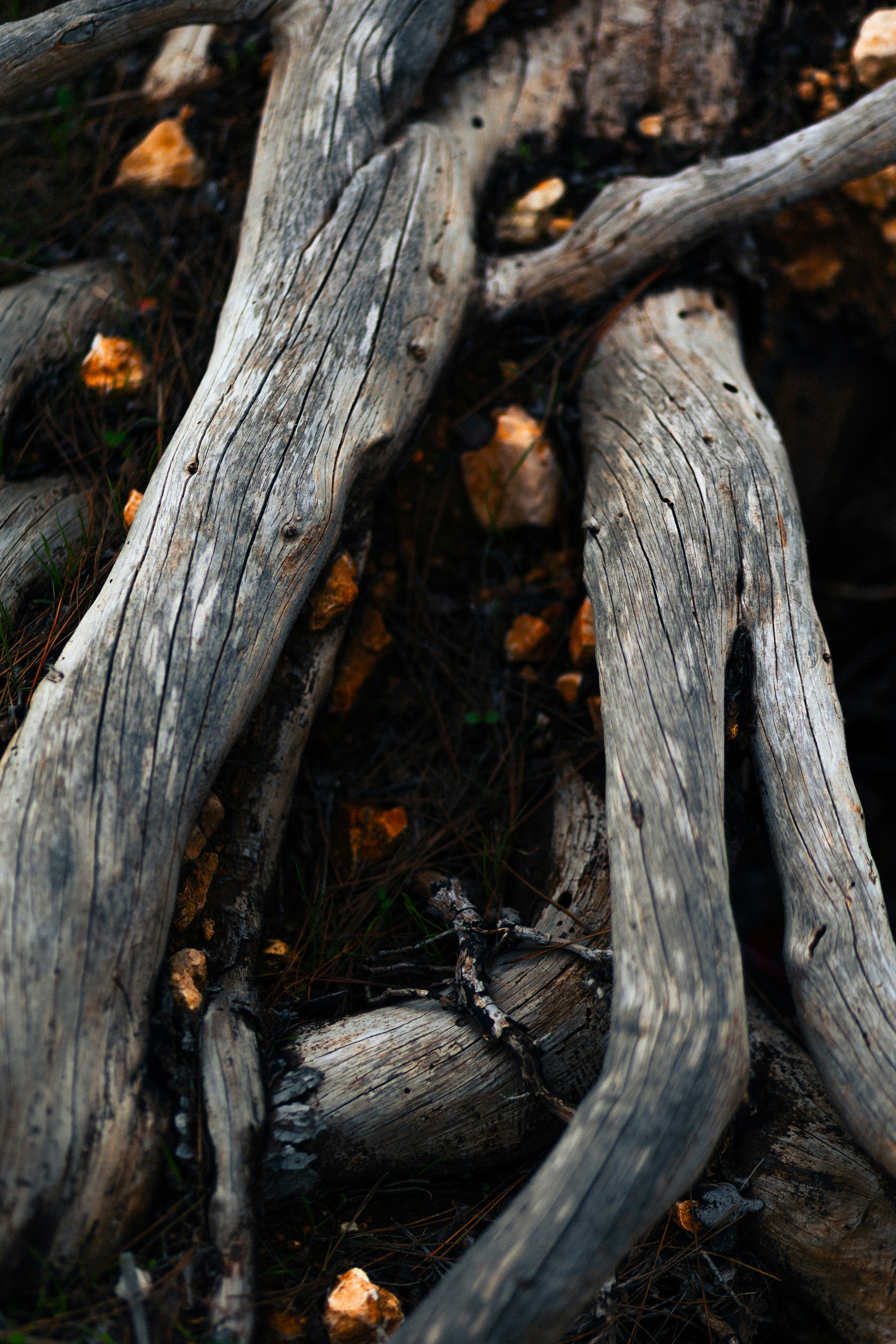 Photo by behindthetmuna