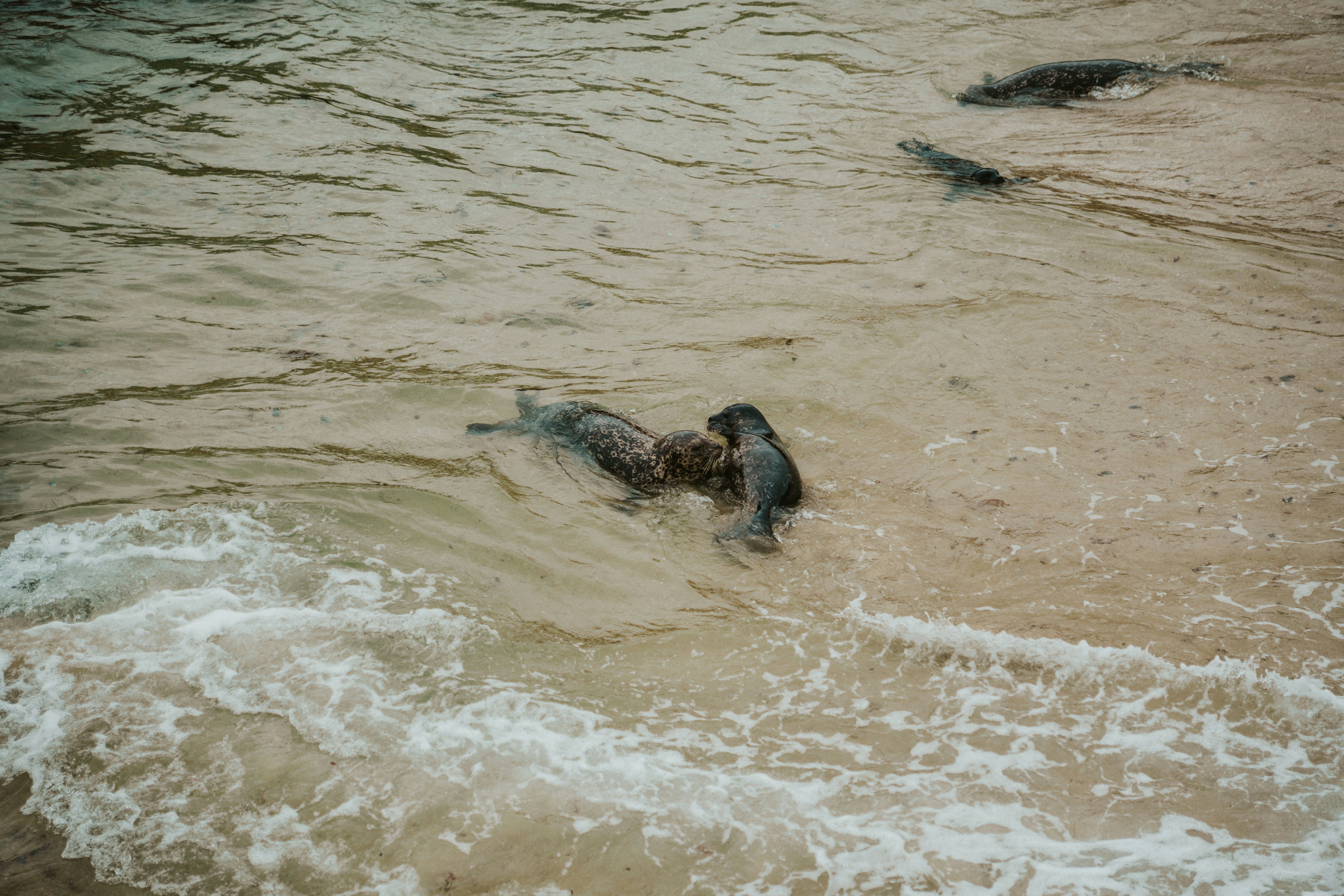 Robben schwimmen im Wasser in Ufernähe. Foto – Kostenloses Bild zum Thema  Strand auf Unsplash, image size:3000x2000