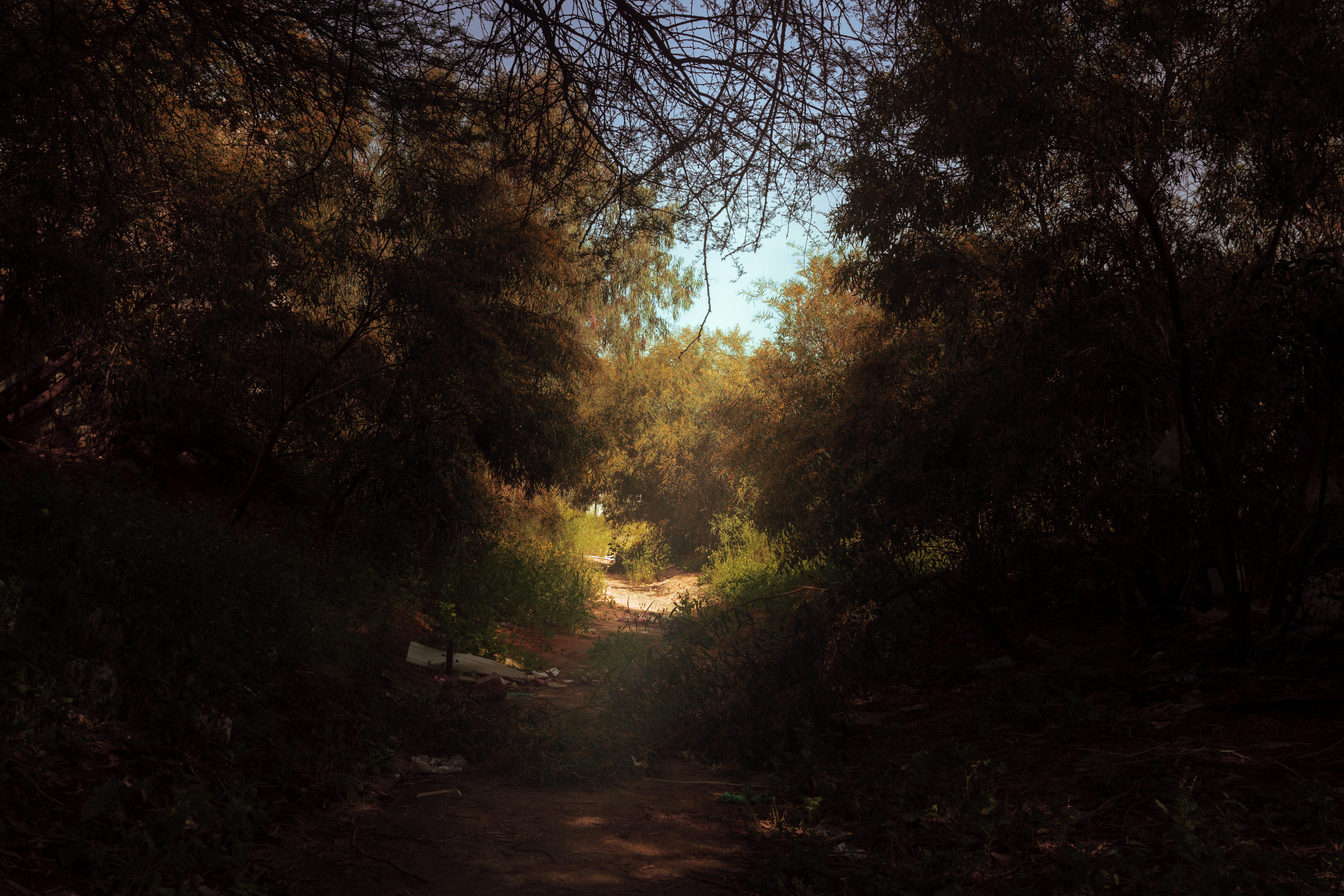 A path leads through a forest.