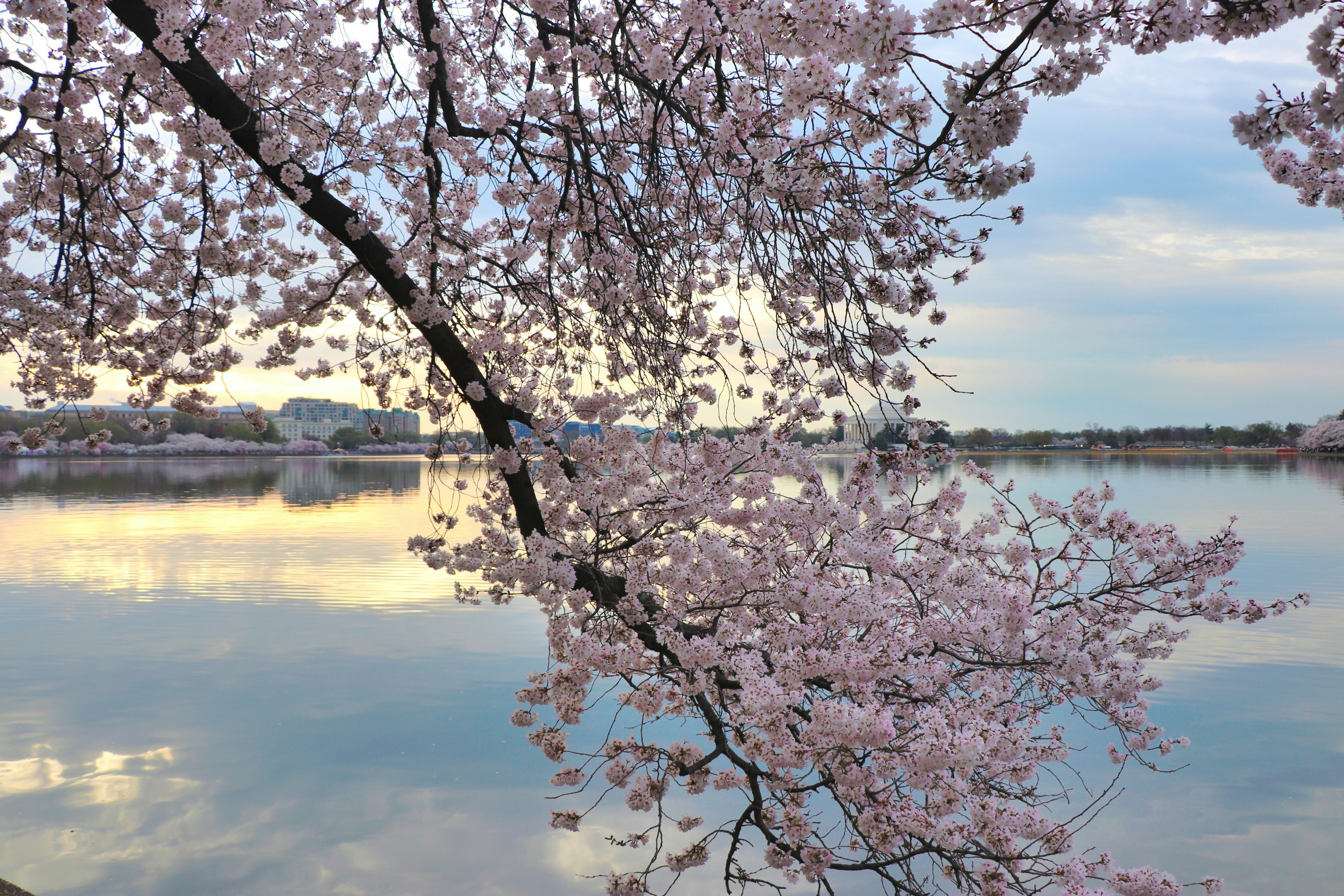 Cherry blossoms frame a calm lake at sunset.