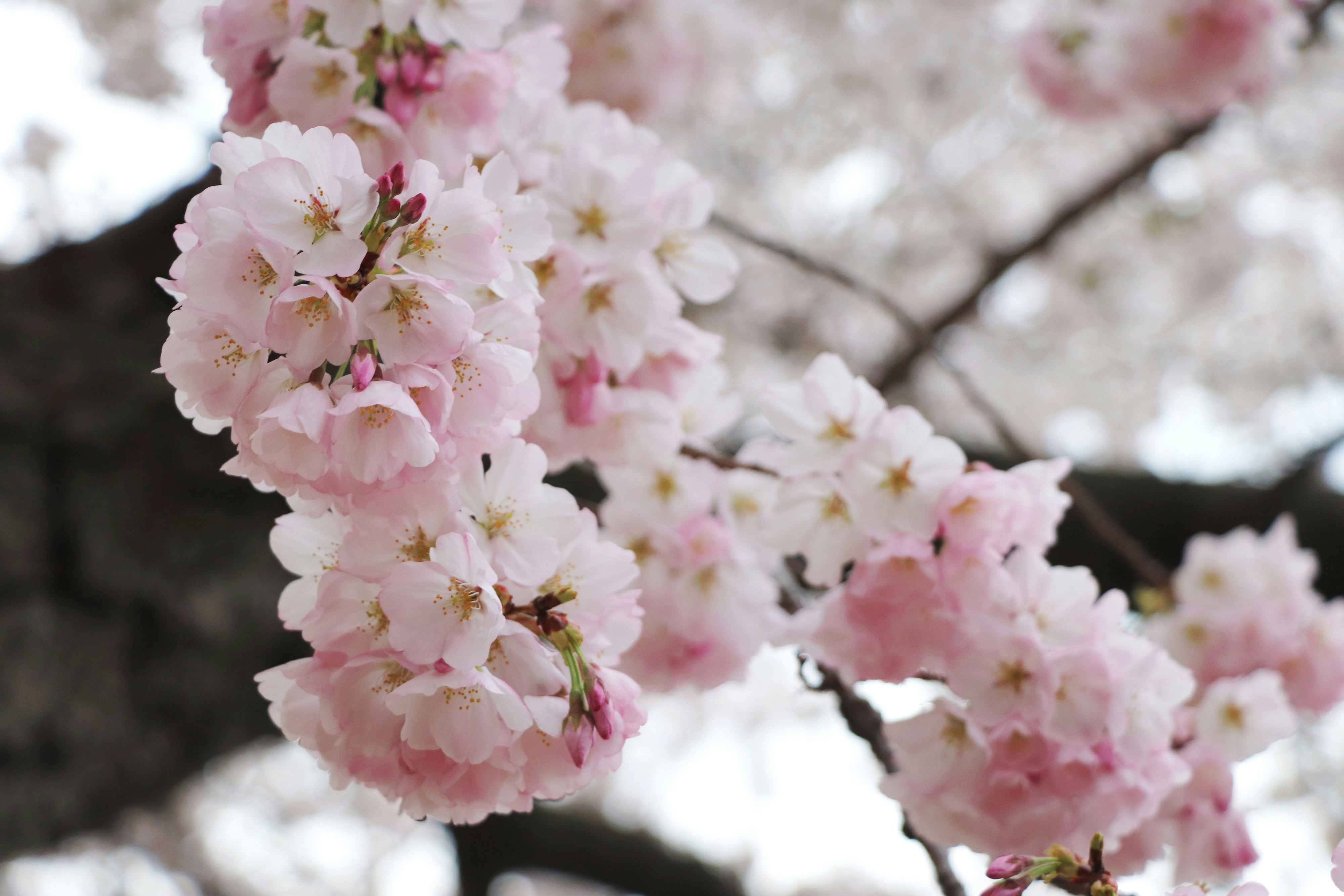 Pink cherry blossoms in bloom.