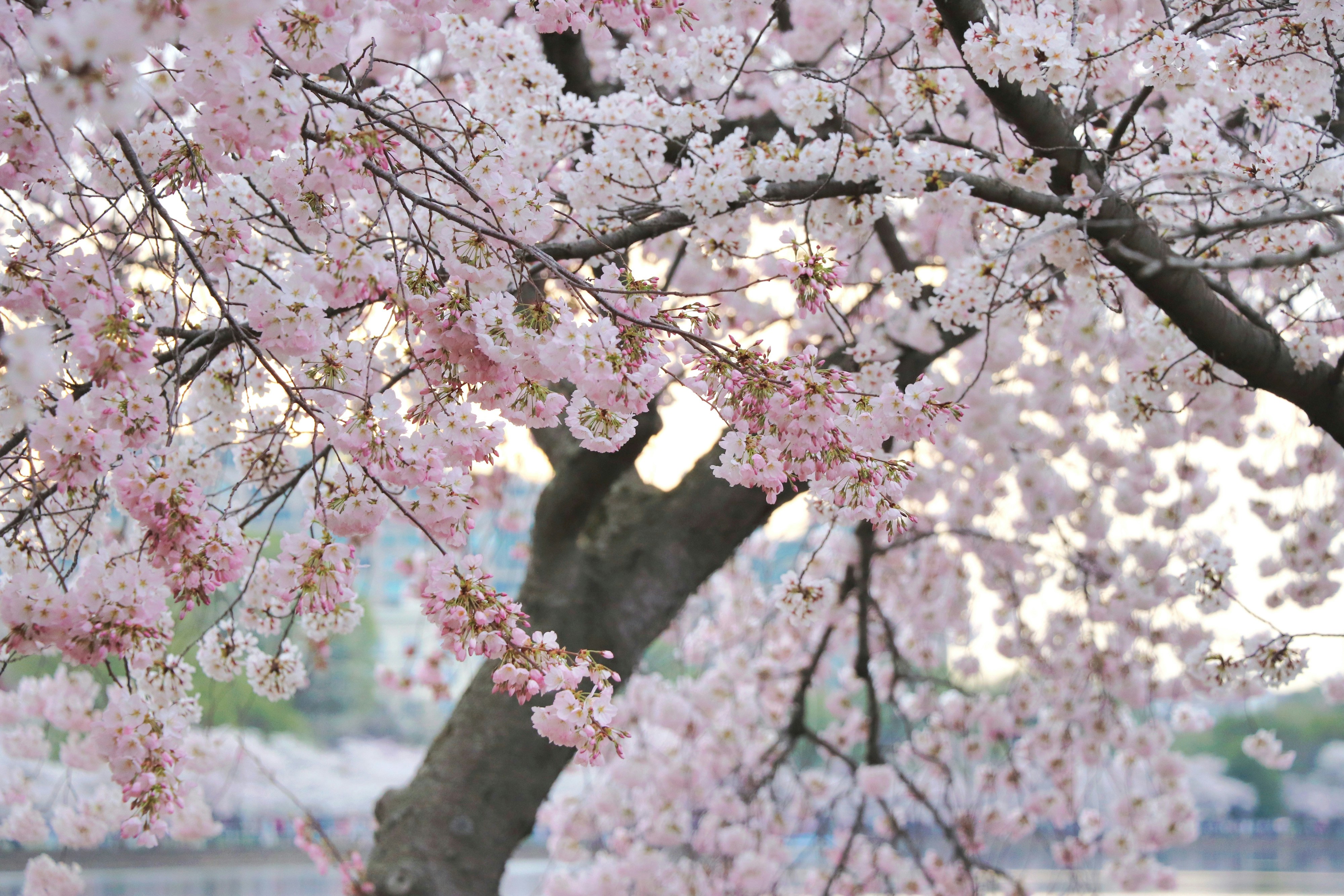Cherry blossoms bloom beautifully on a tree.