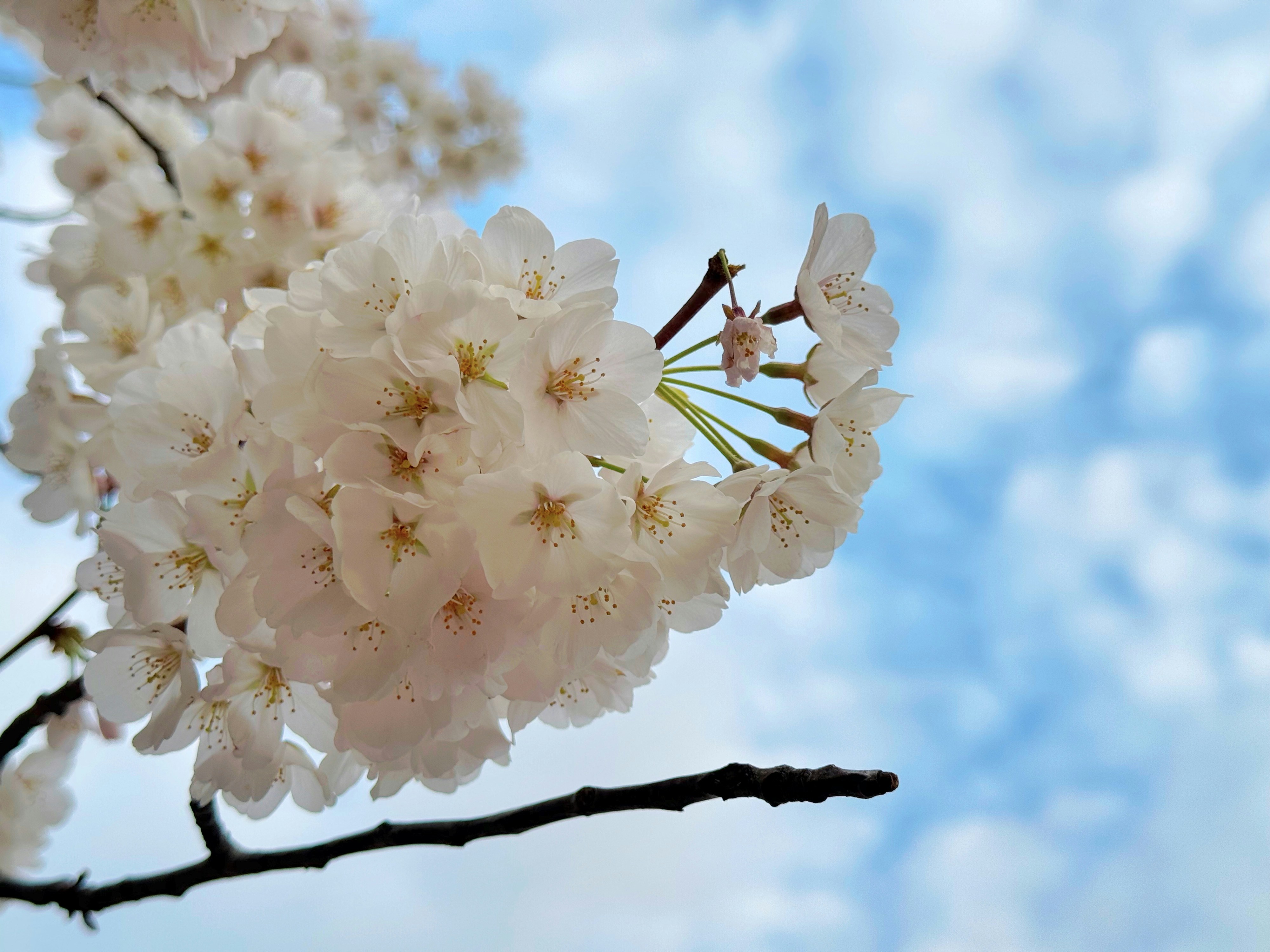 Cherry blossoms bloom against a bright blue sky.